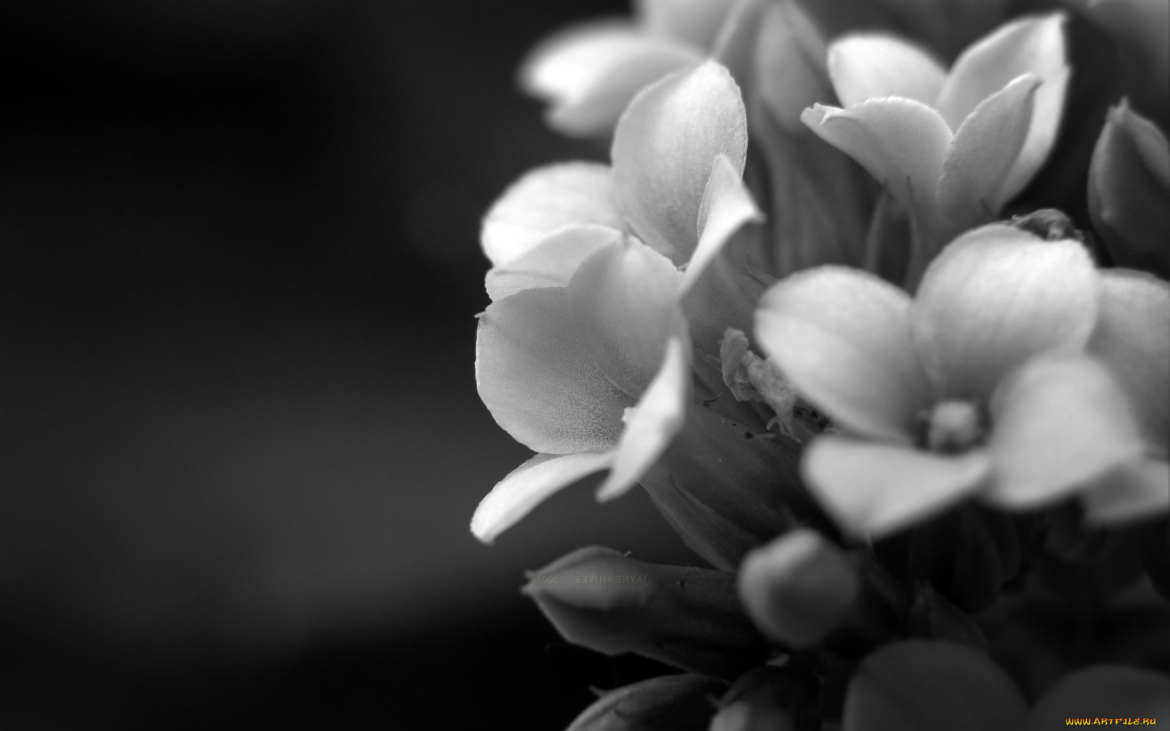 цветы, каланхоэ