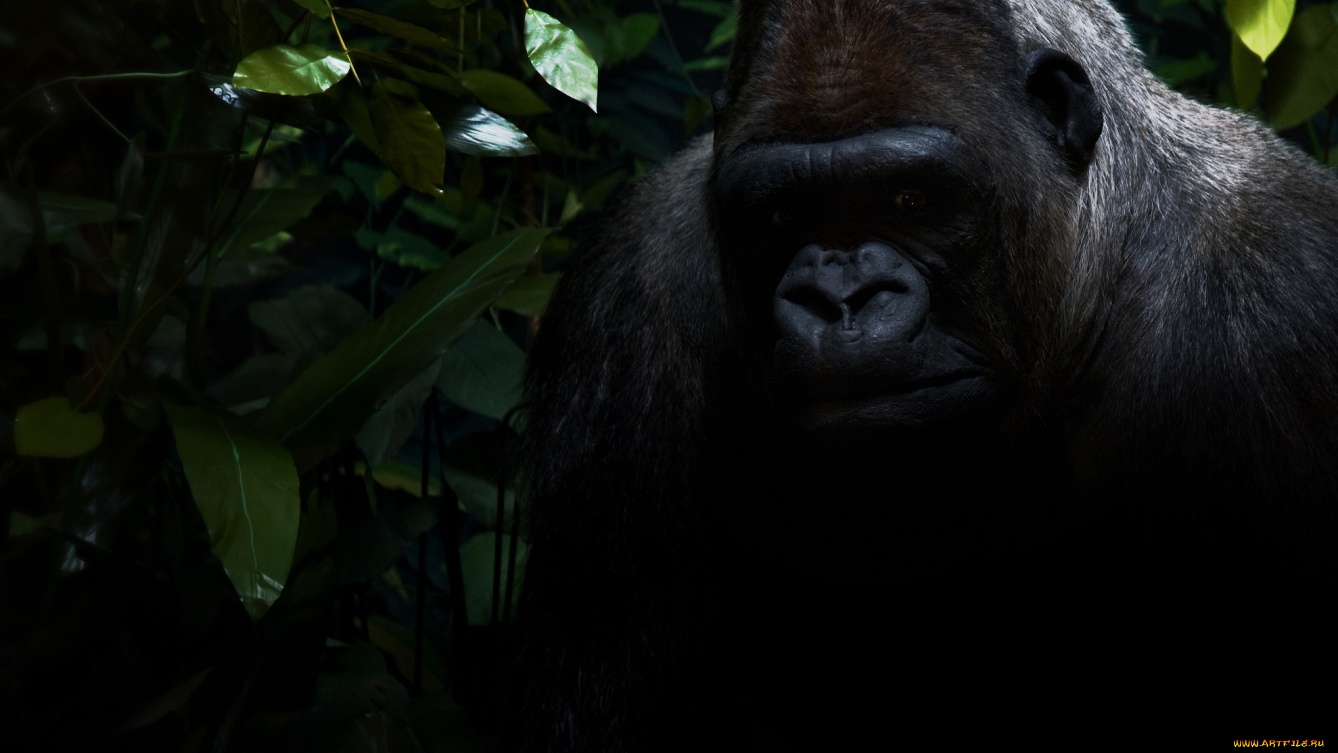 кино, фильмы, king, kong