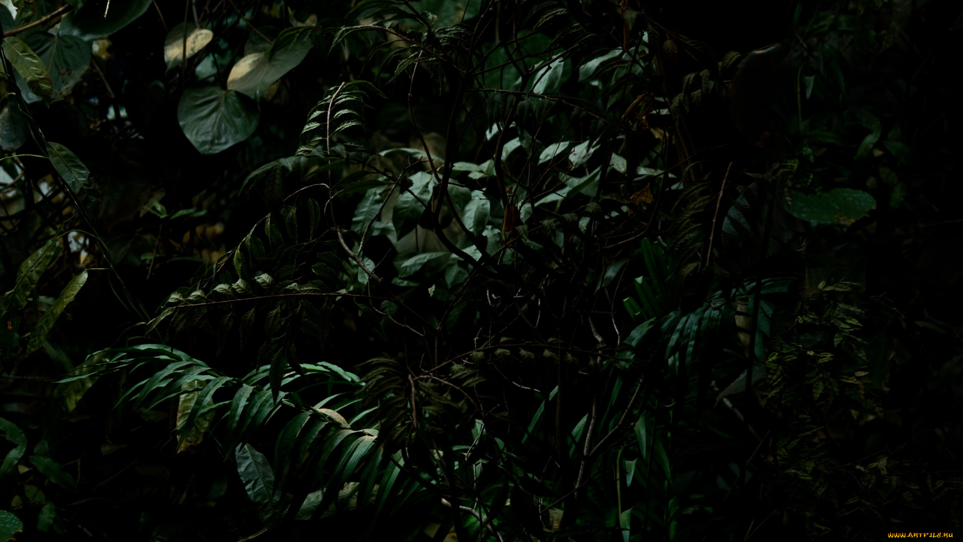 природа, листья