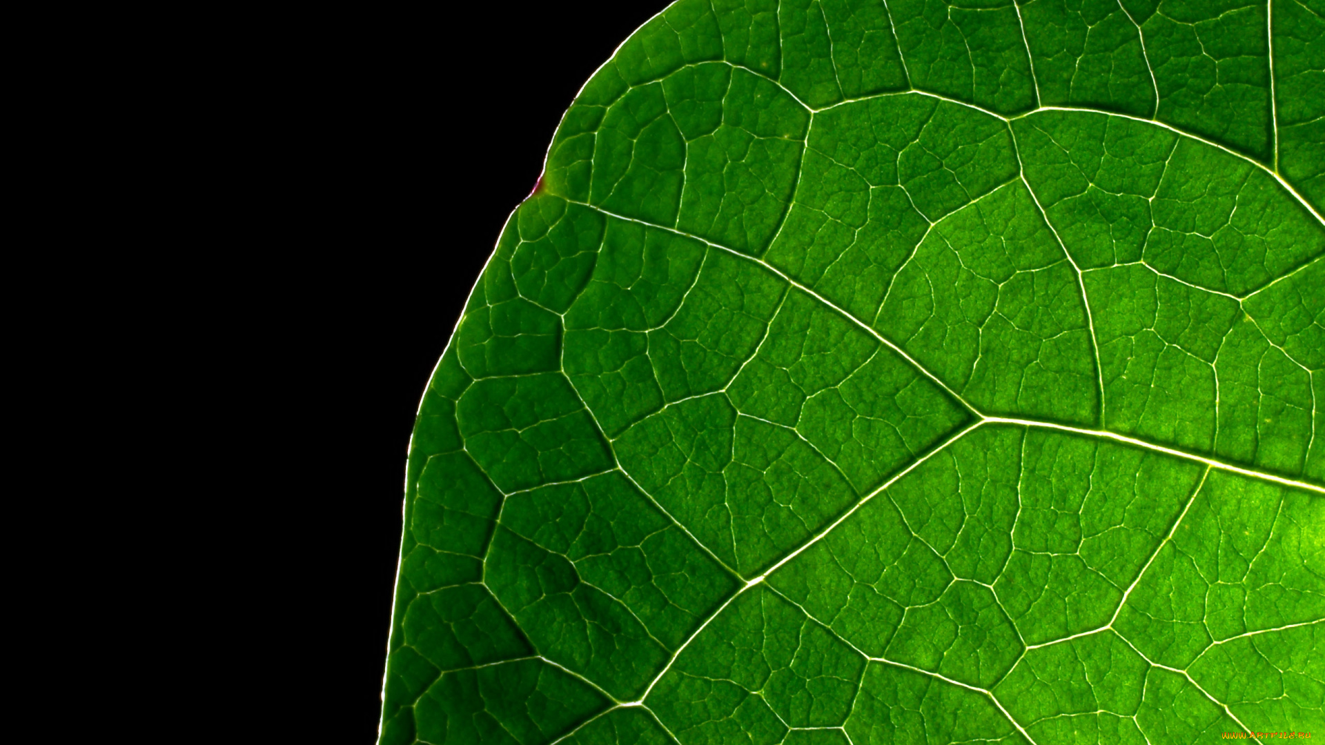 природа, листья