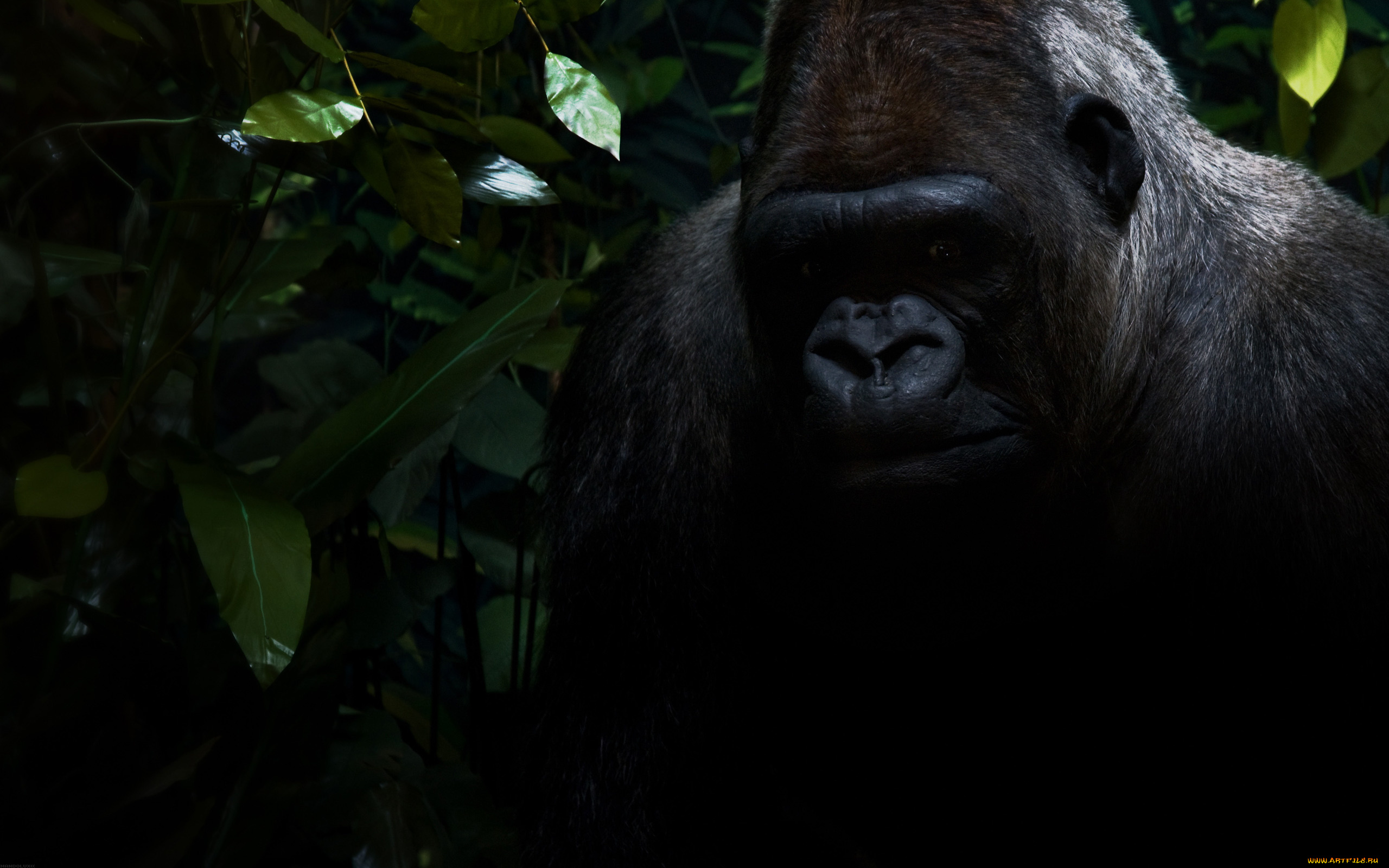 кино, фильмы, king, kong