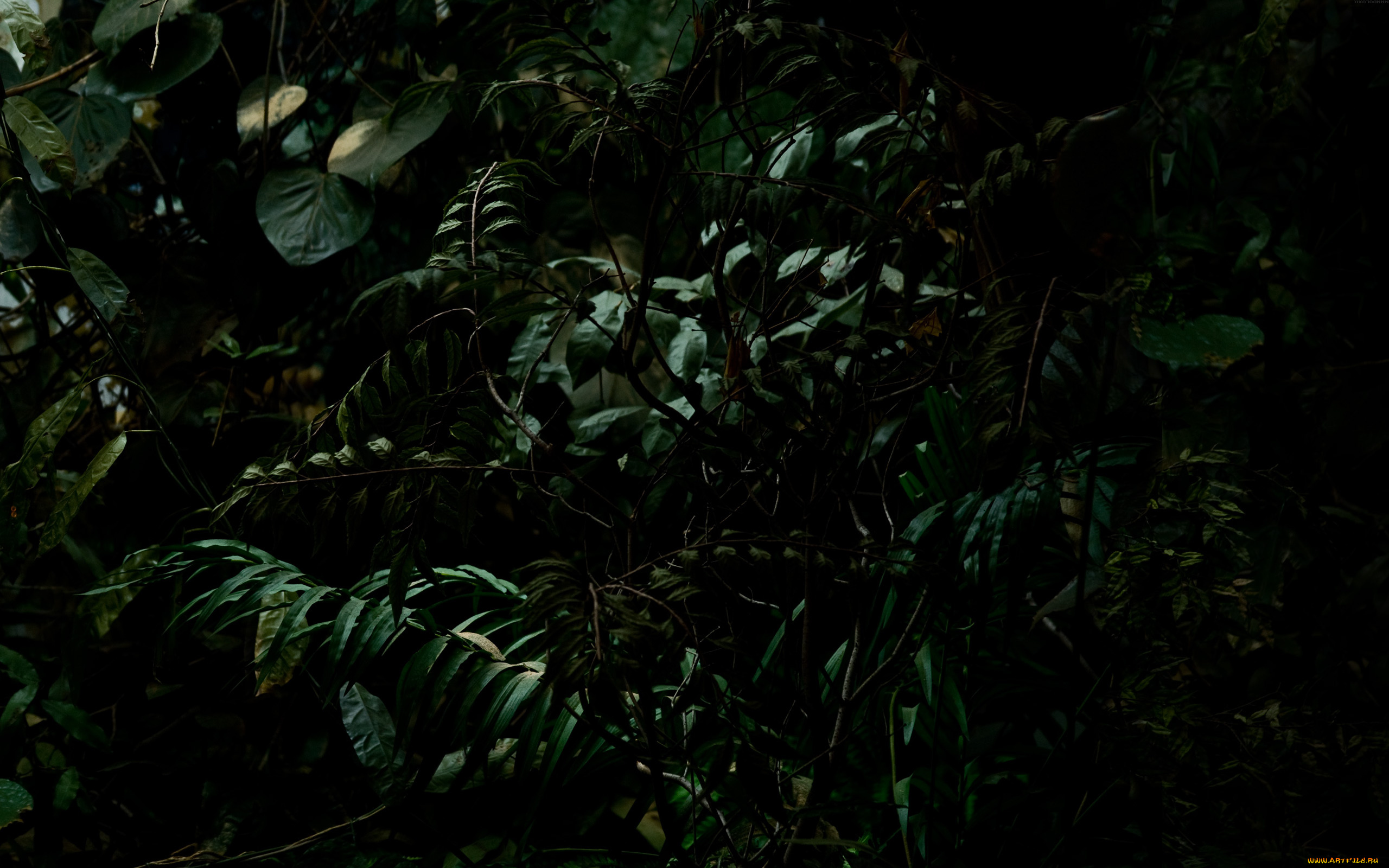 природа, листья