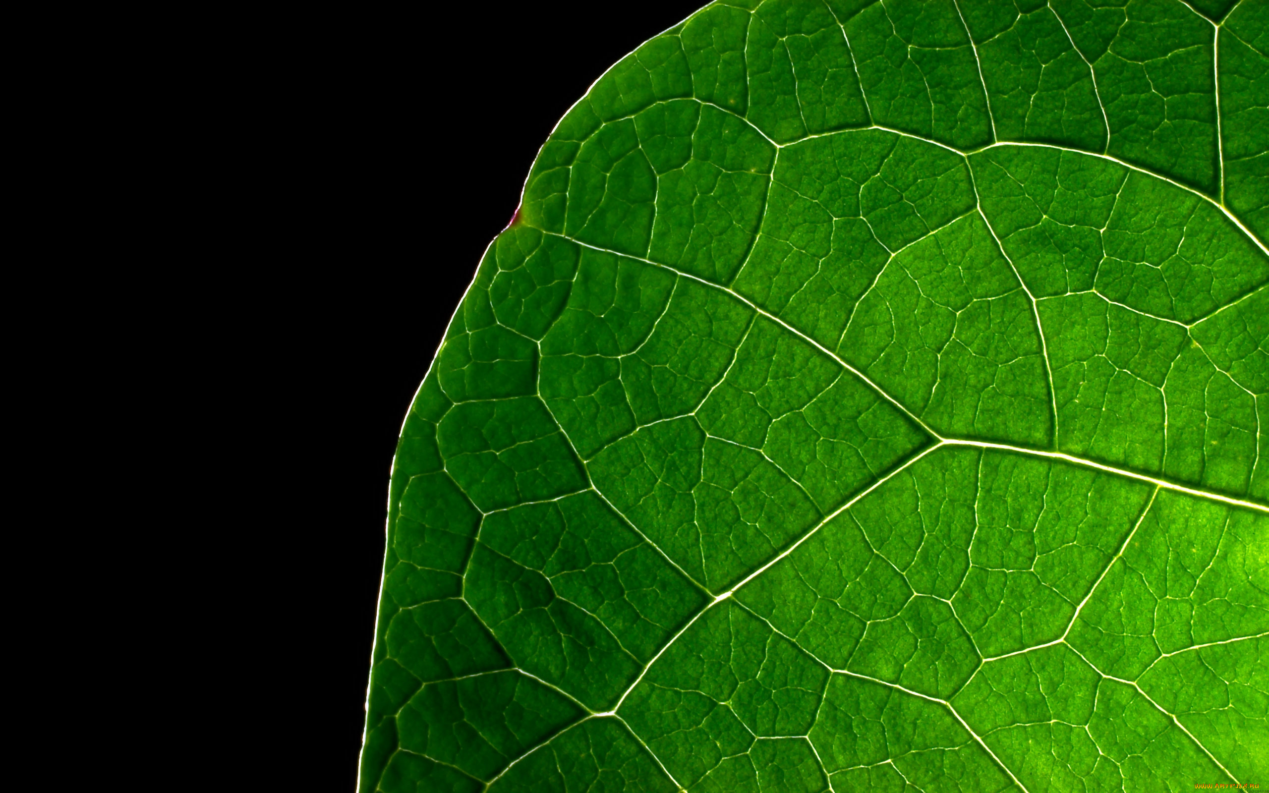 природа, листья