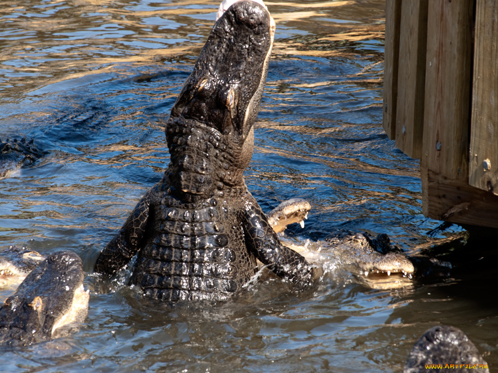 животные, крокодилы