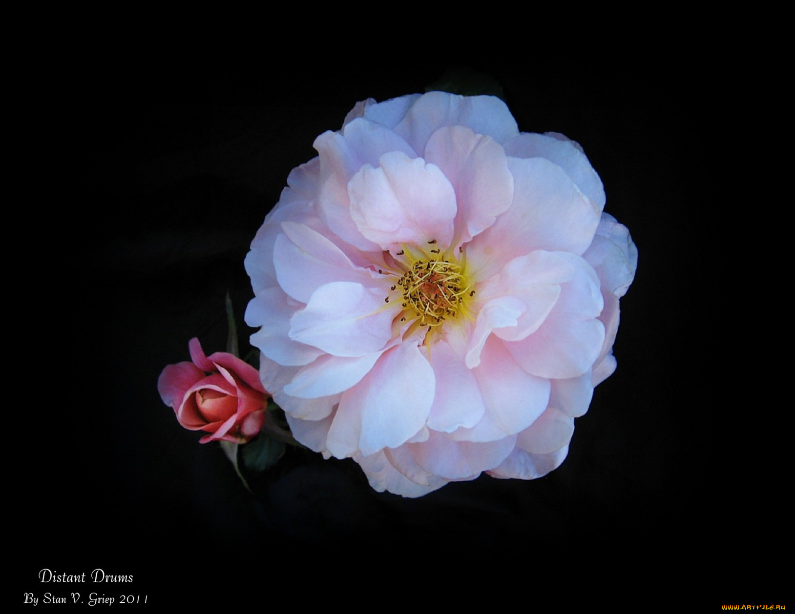 цветы, розы, бутон, тёмный