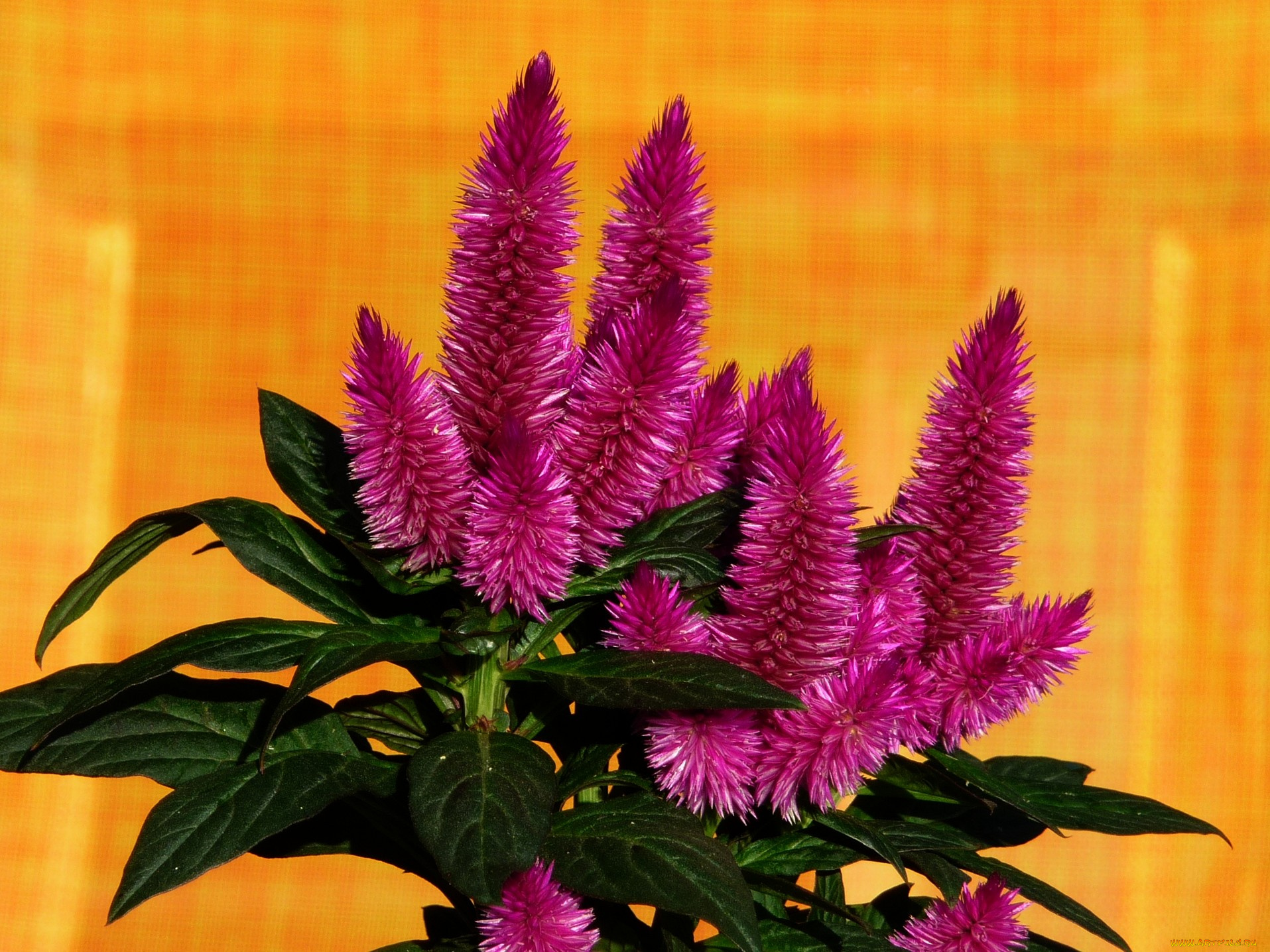 цветы, амаранты, листья