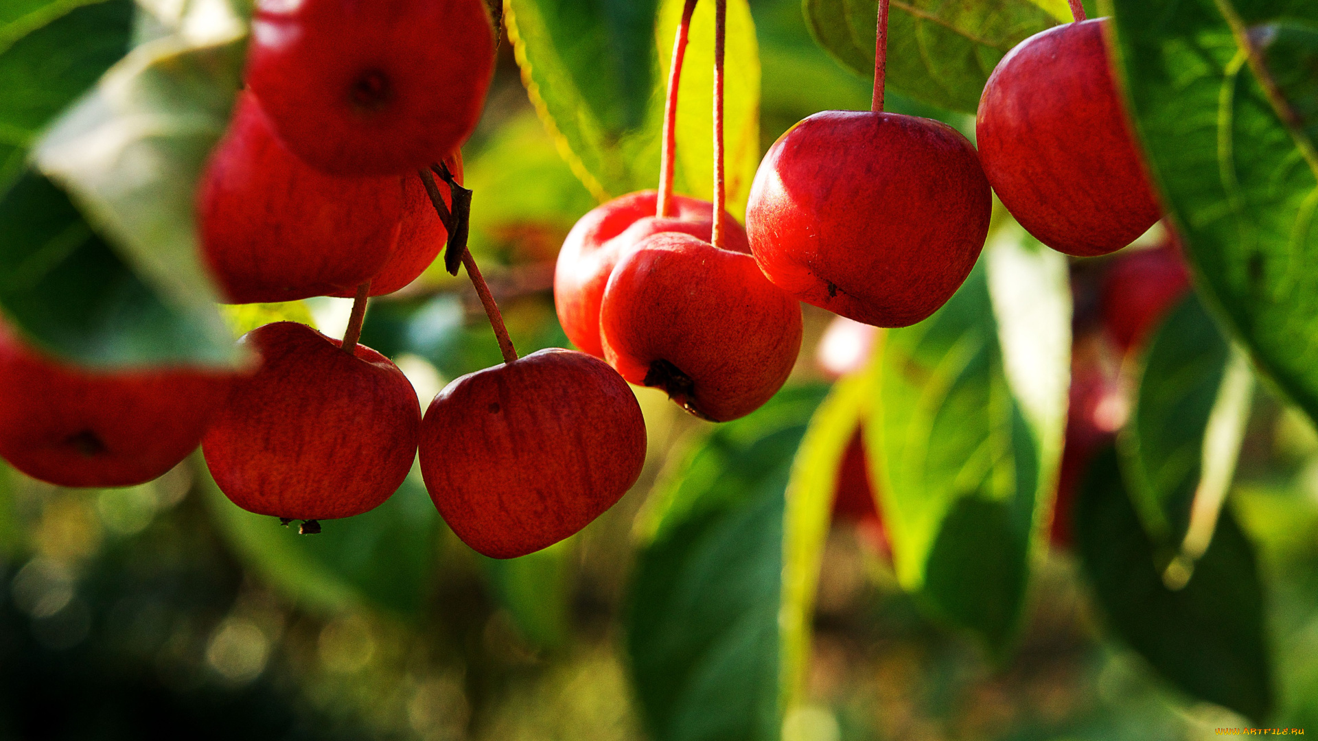 авт, thingimabob, природа, плоды, райские, яблочки