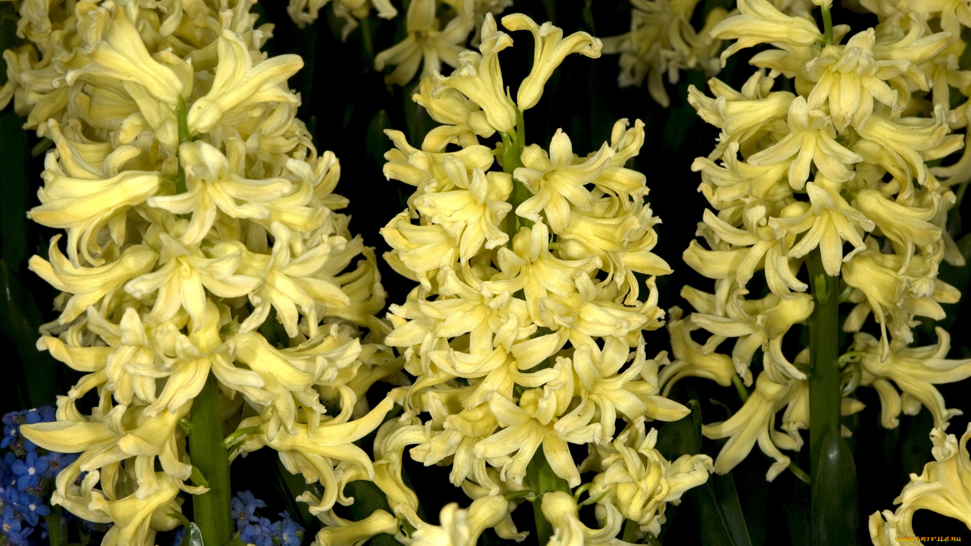 цветы, гиацинты, много, желтый