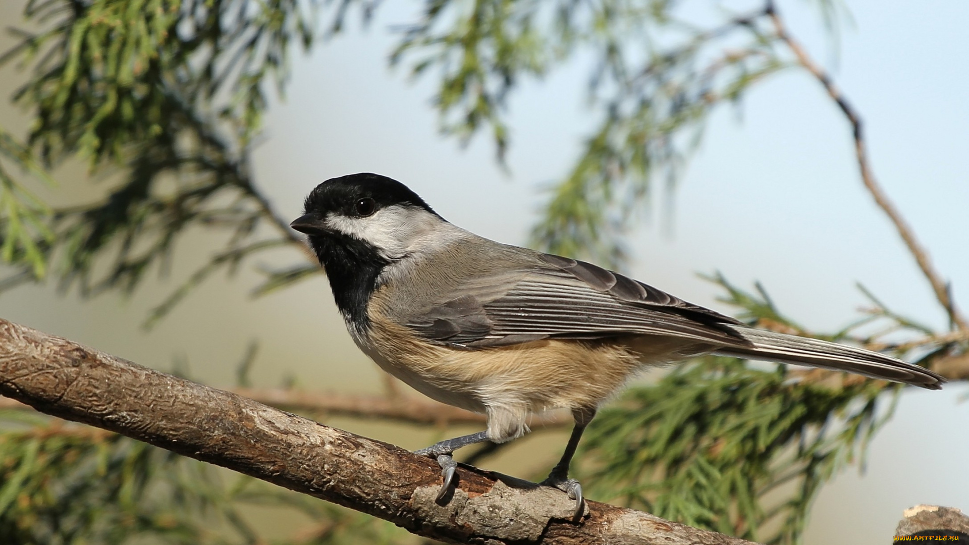 животные, синицы, лазоревки, ветка