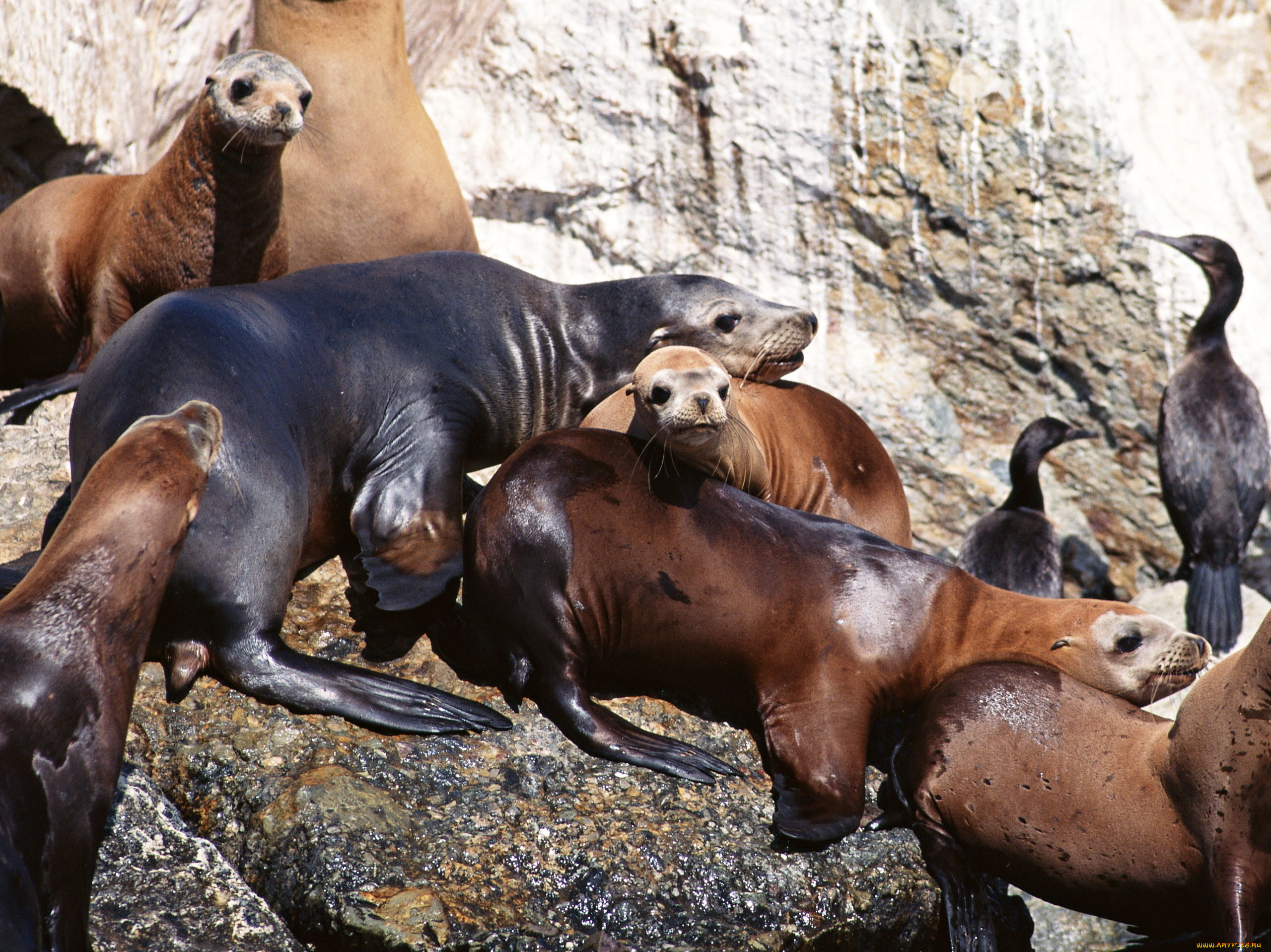 животные, тюлени, морские, львы, котики, камни, птицы, скала