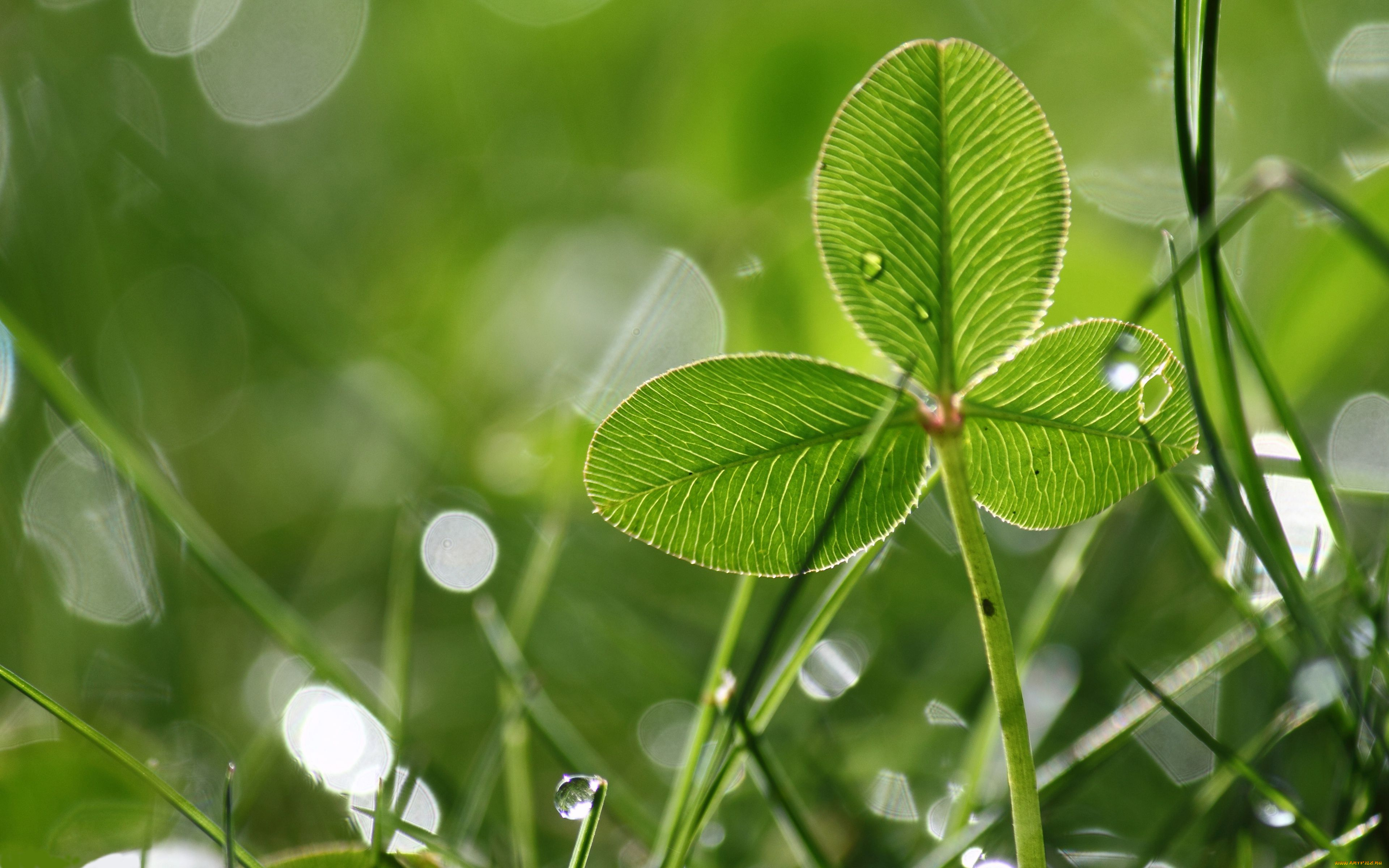 природа, листья, макро