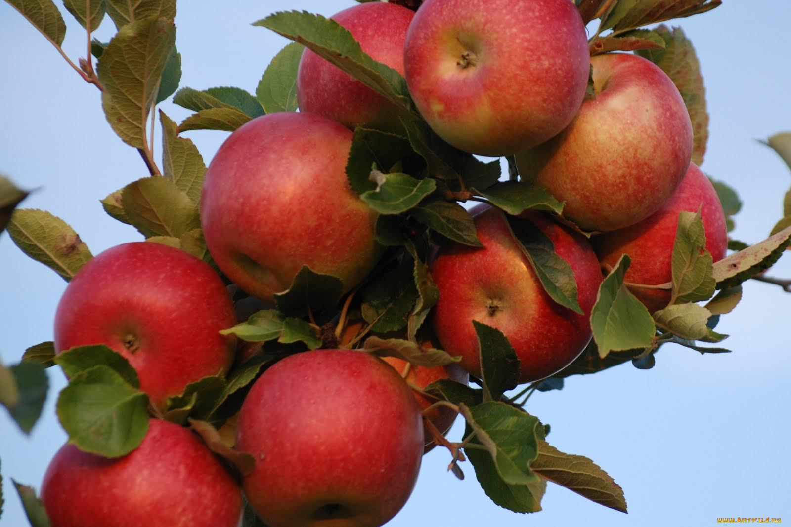 природа, плоды, яблоки, ветка