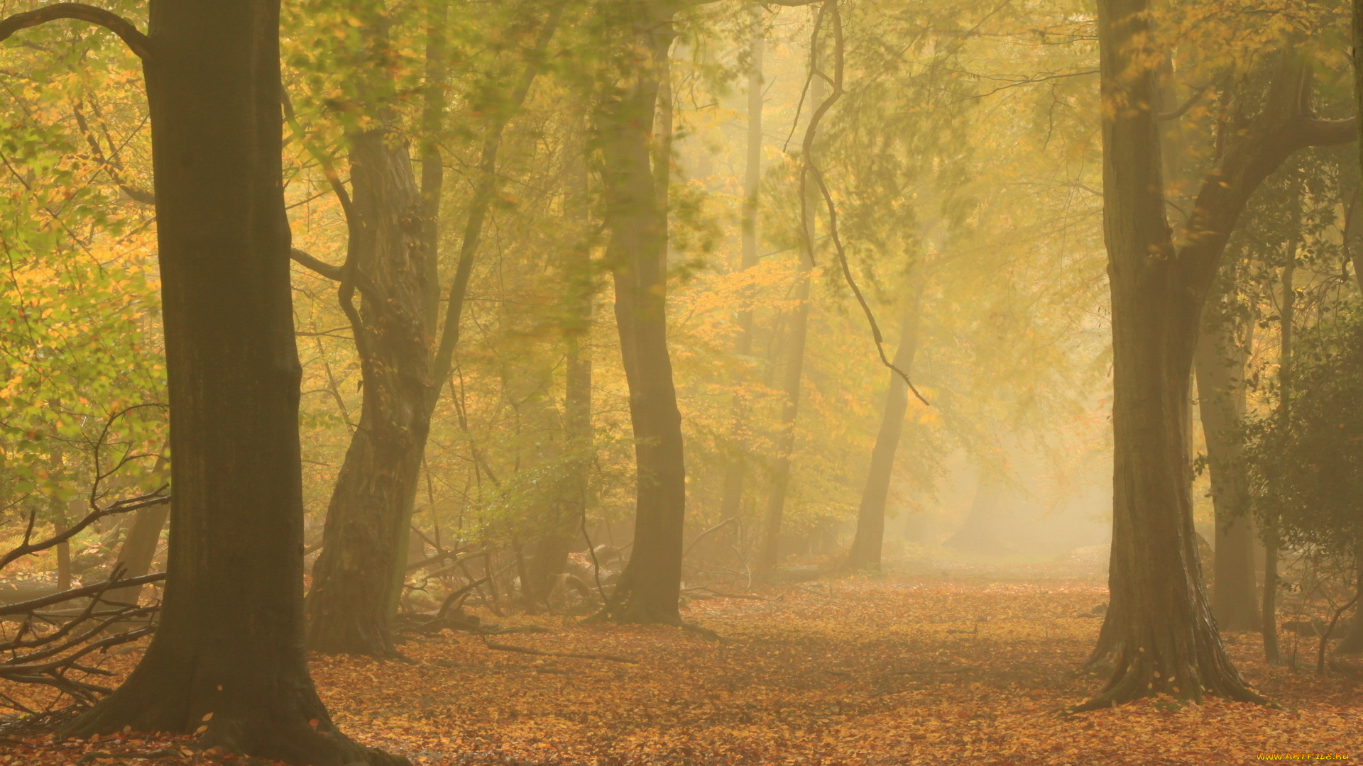 природа, лес, туман, осень