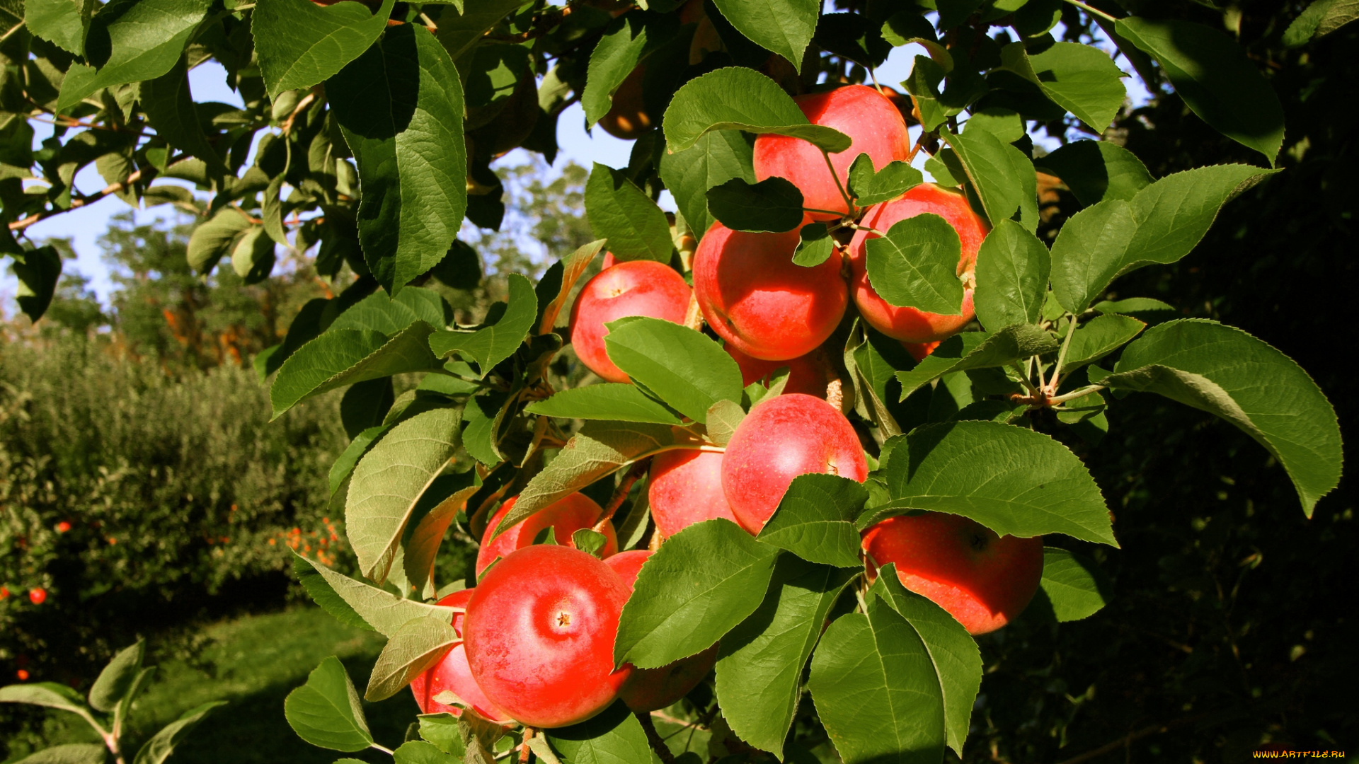 природа, плоды, ветки, яблоки