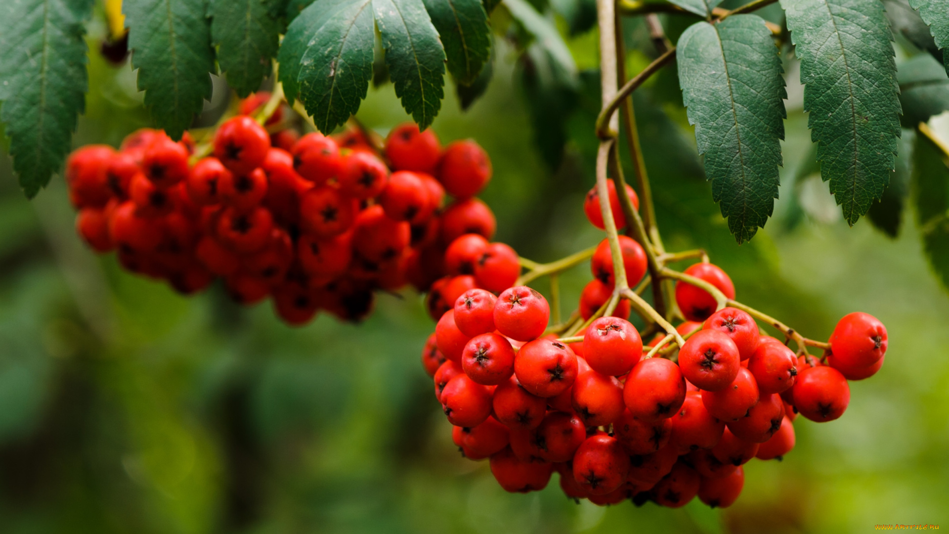 природа, Ягоды, рябина, гроздья