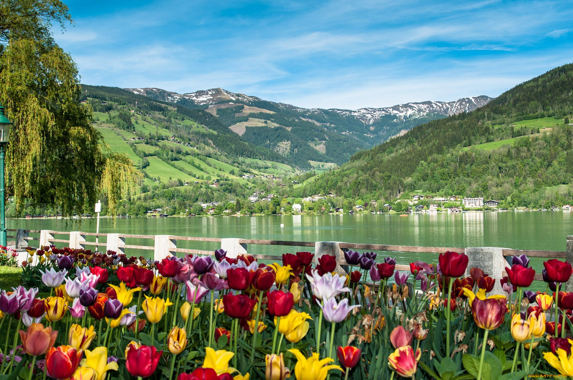 природа, пейзажи, тюльпаны