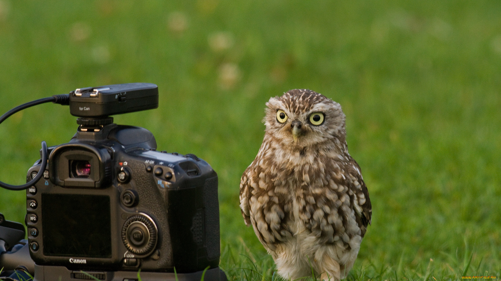 бренды, canon, сова, кроличий, сыч, фотоаппарат