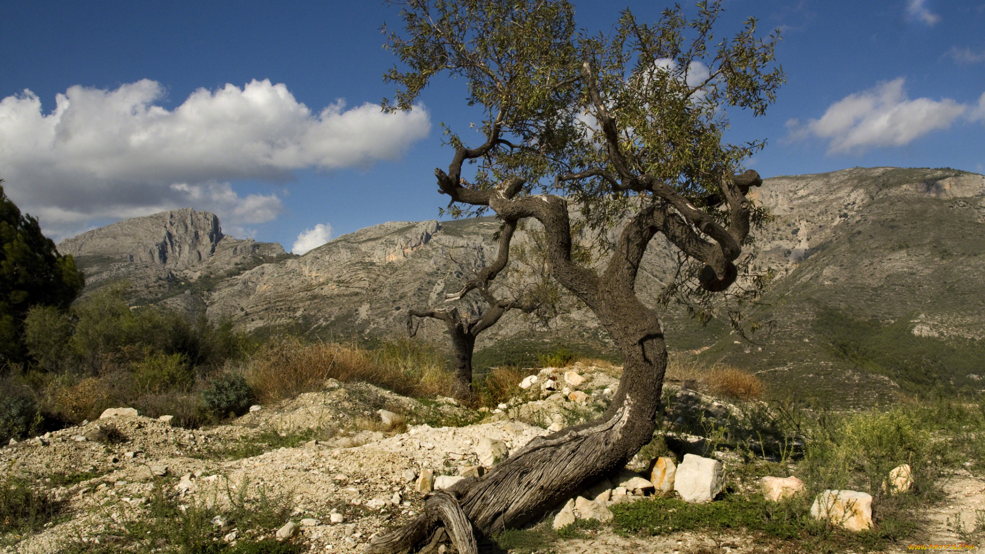 природа, деревья, горы, дерево, трава, камни