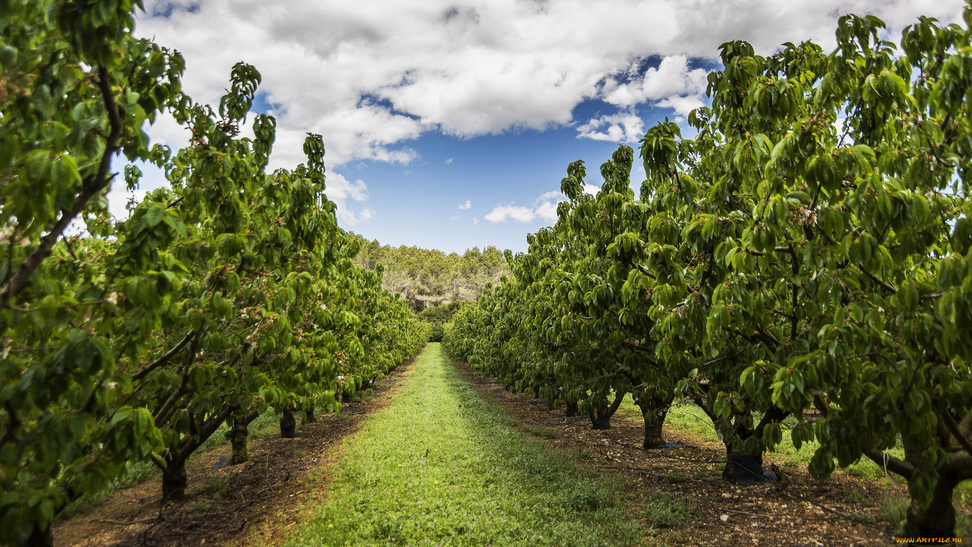природа, деревья, трава, сад
