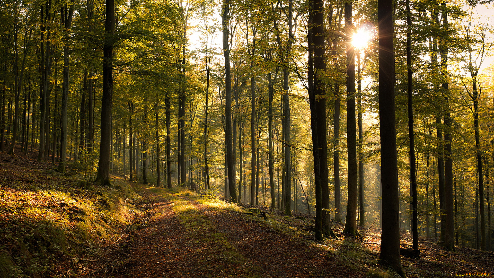 природа, дороги, лучи, дорога, лес