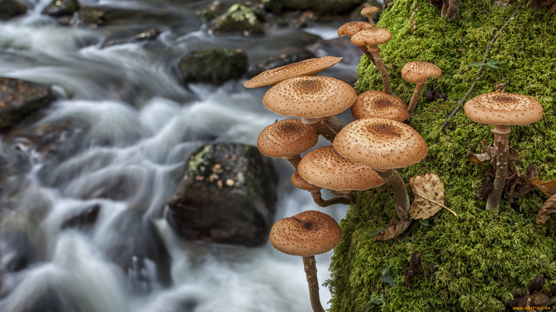 природа, грибы, мох, макро, река, опята