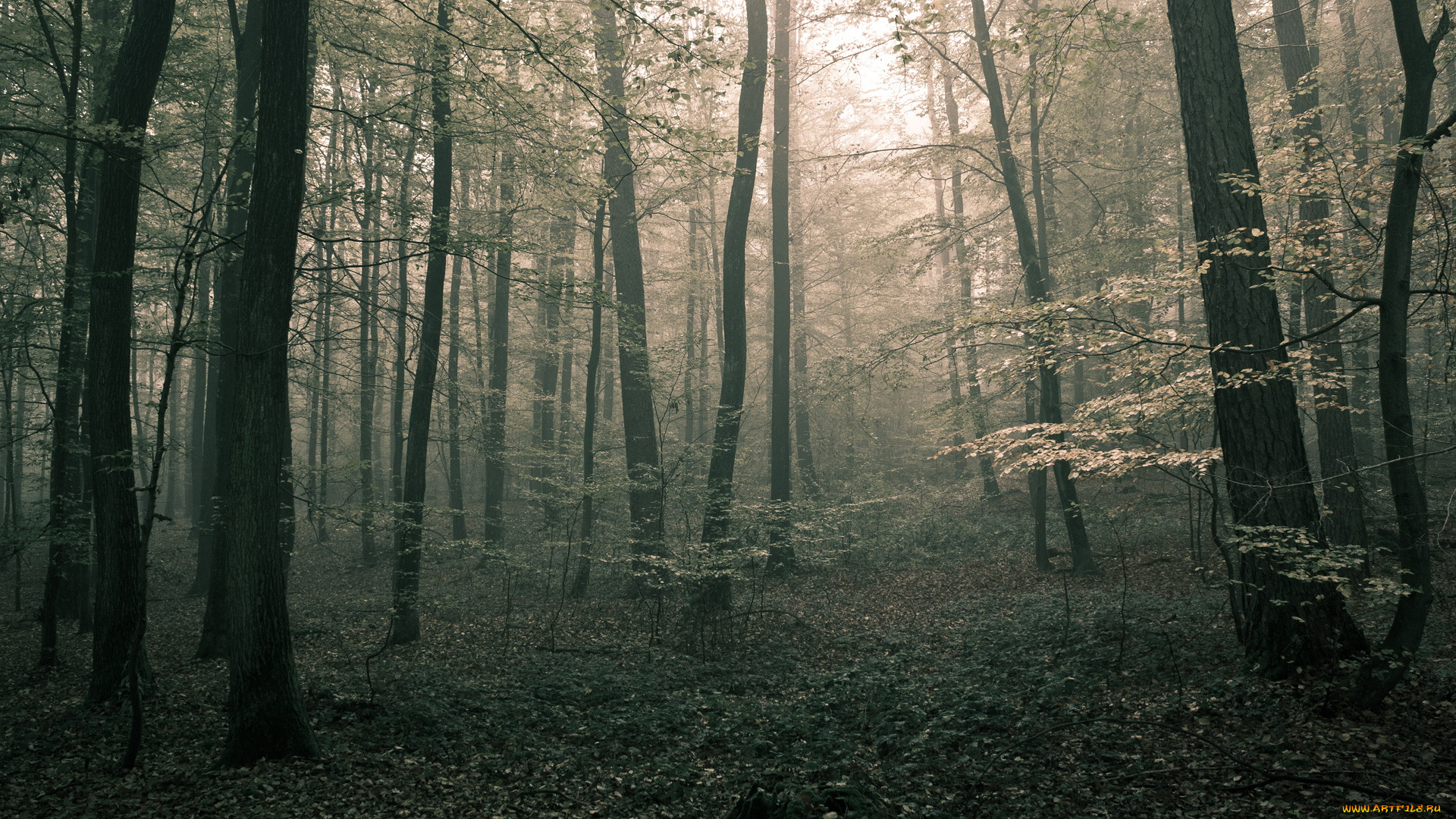 природа, лес, деревья