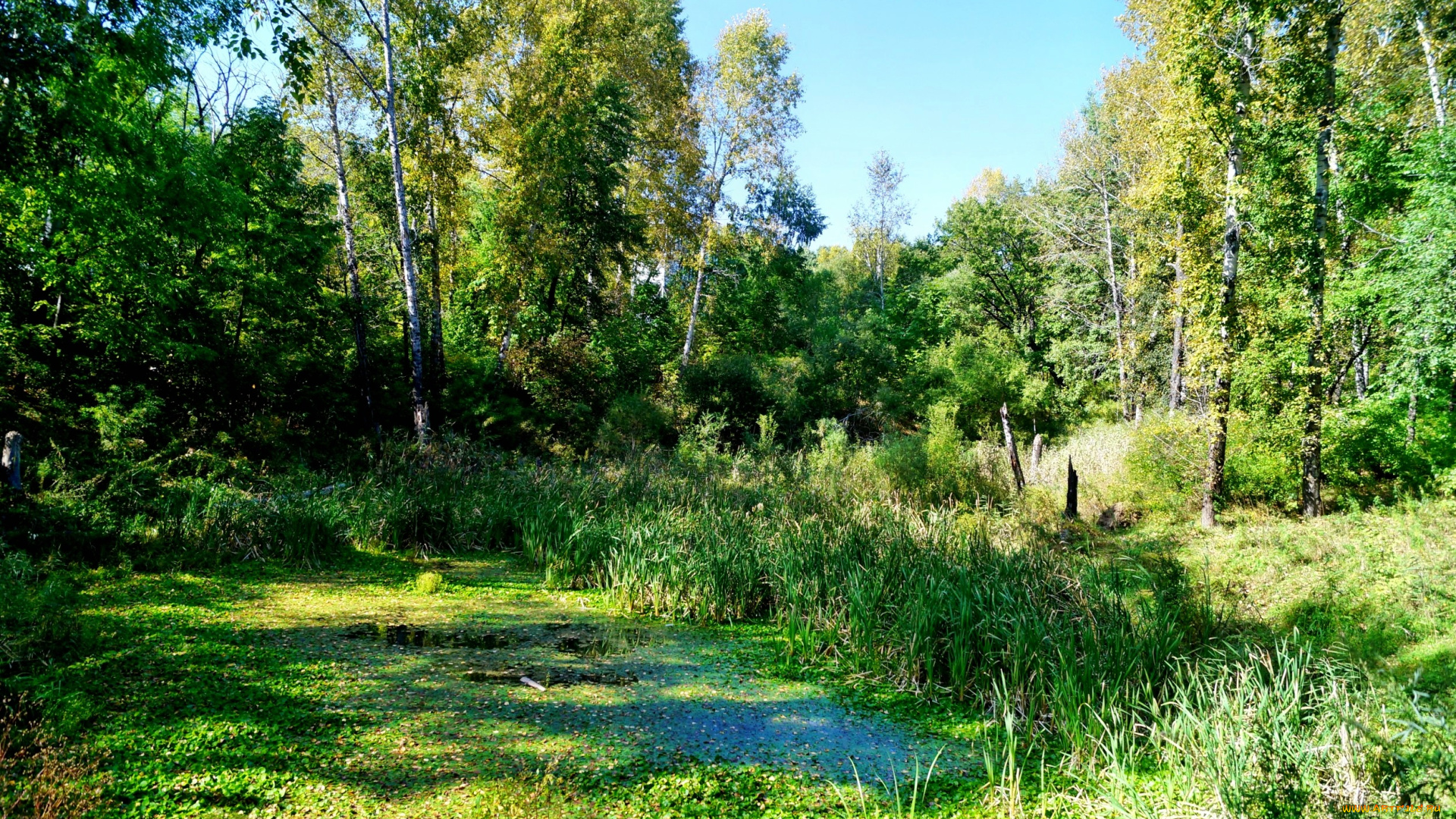 природа, лес, осока, тина, трава, болотце