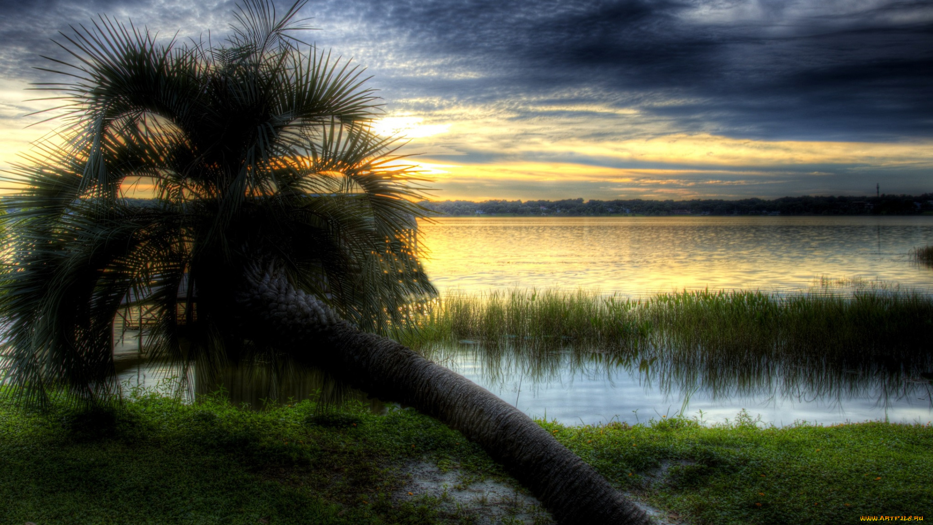 природа, тропики, сумрак, тучи, упавшая, пальма, трава, озеро