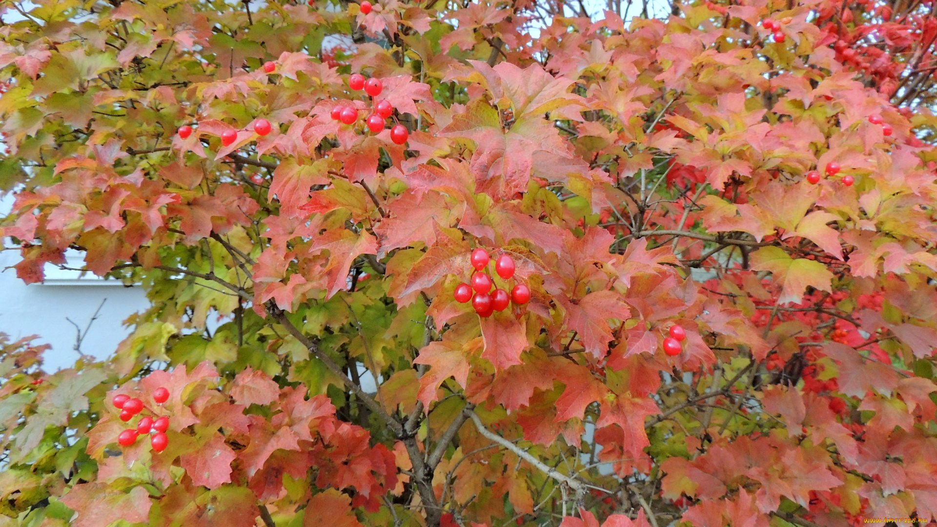 природа, Ягоды, плоды, осень, калина