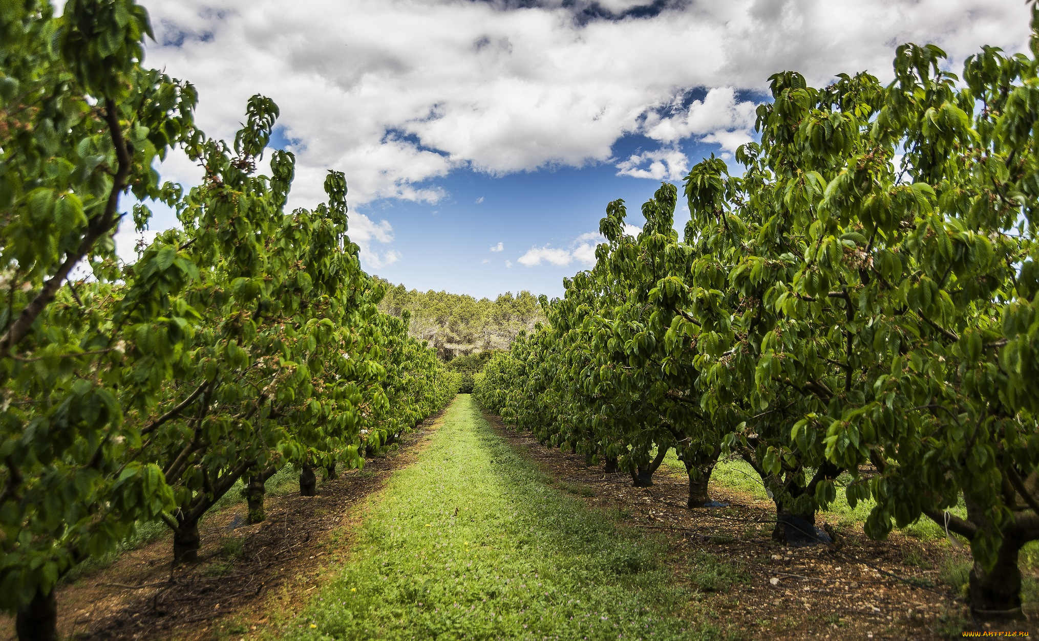 природа, деревья, трава, сад