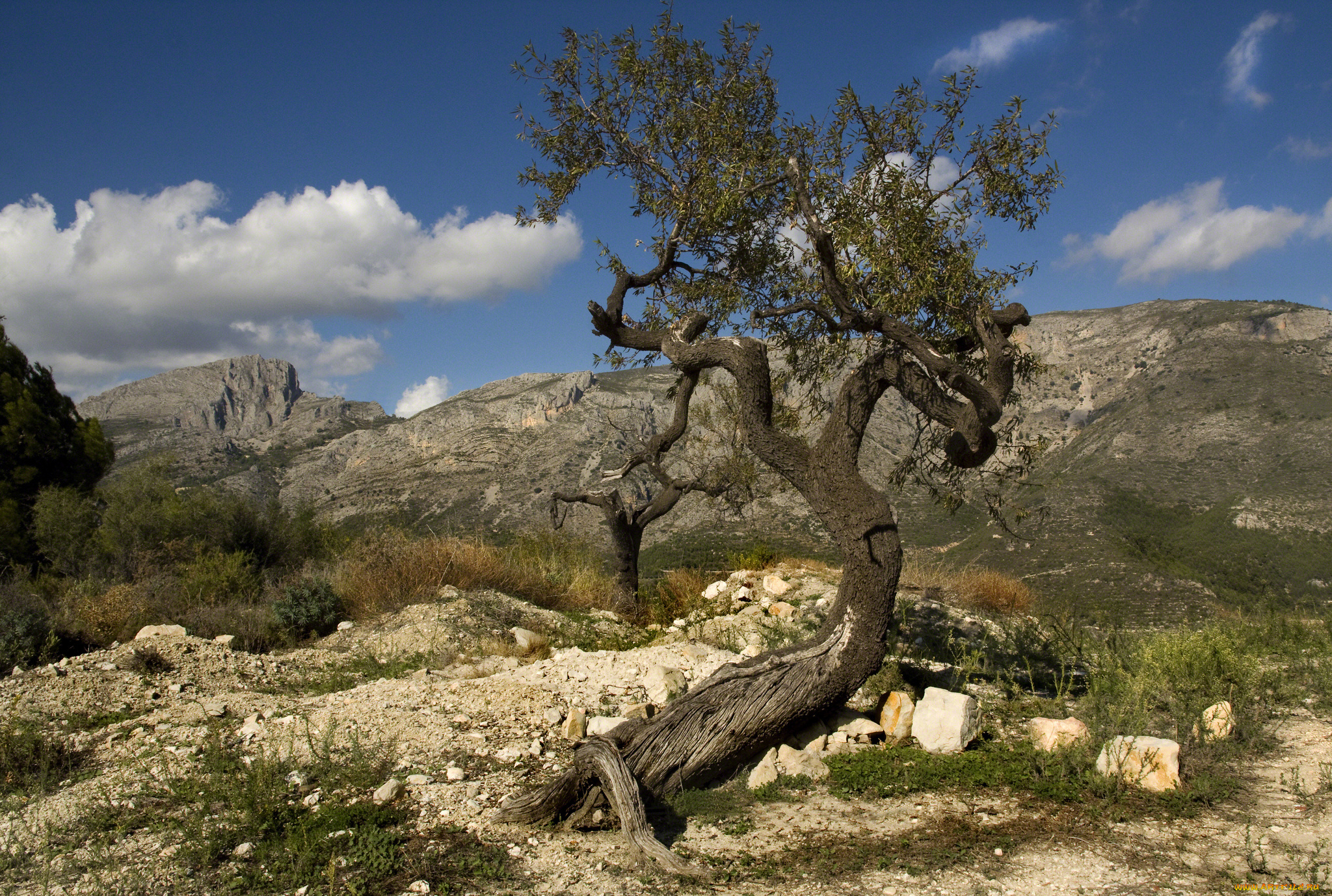природа, деревья, горы, дерево, трава, камни