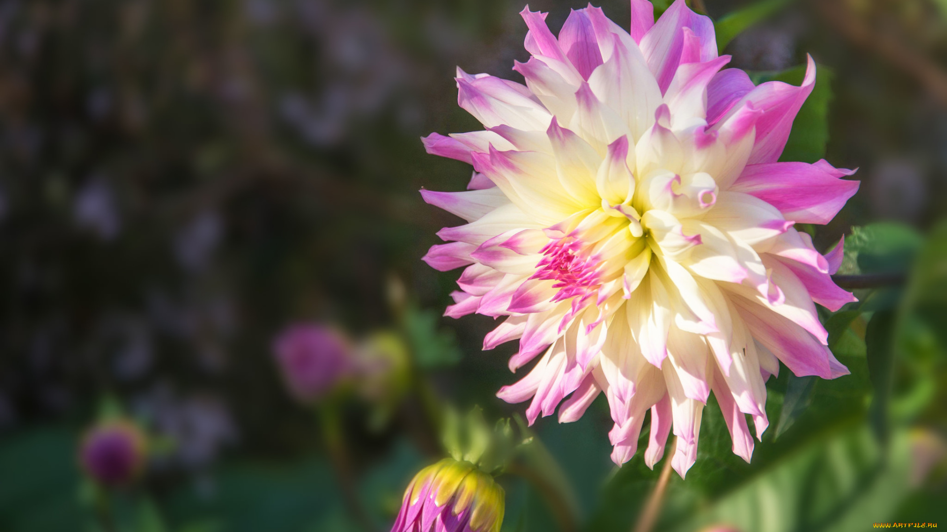 цветы, георгины, розовый, бутон, лето, цветок, георгин