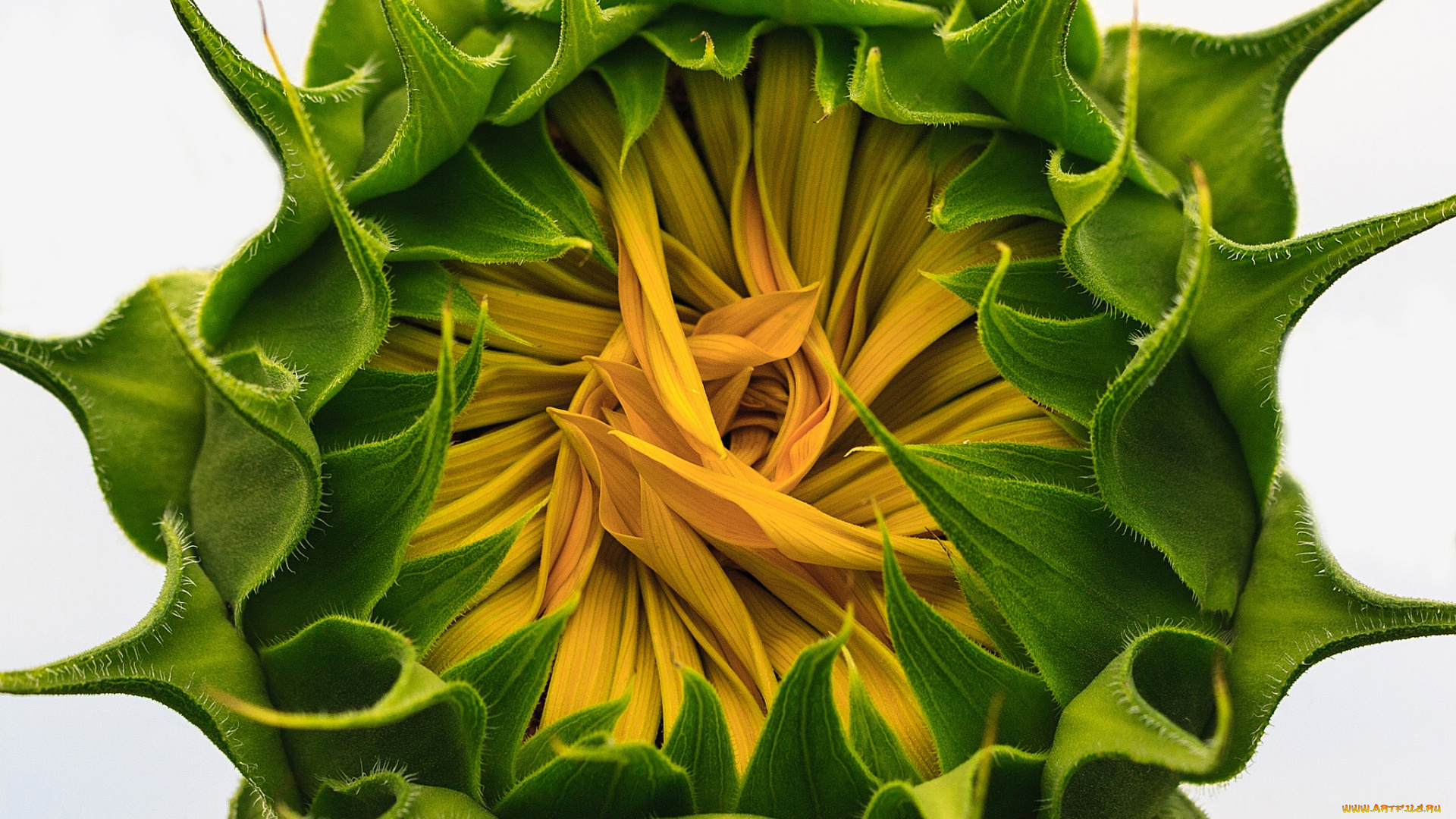 цветы, подсолнухи, подсолнух