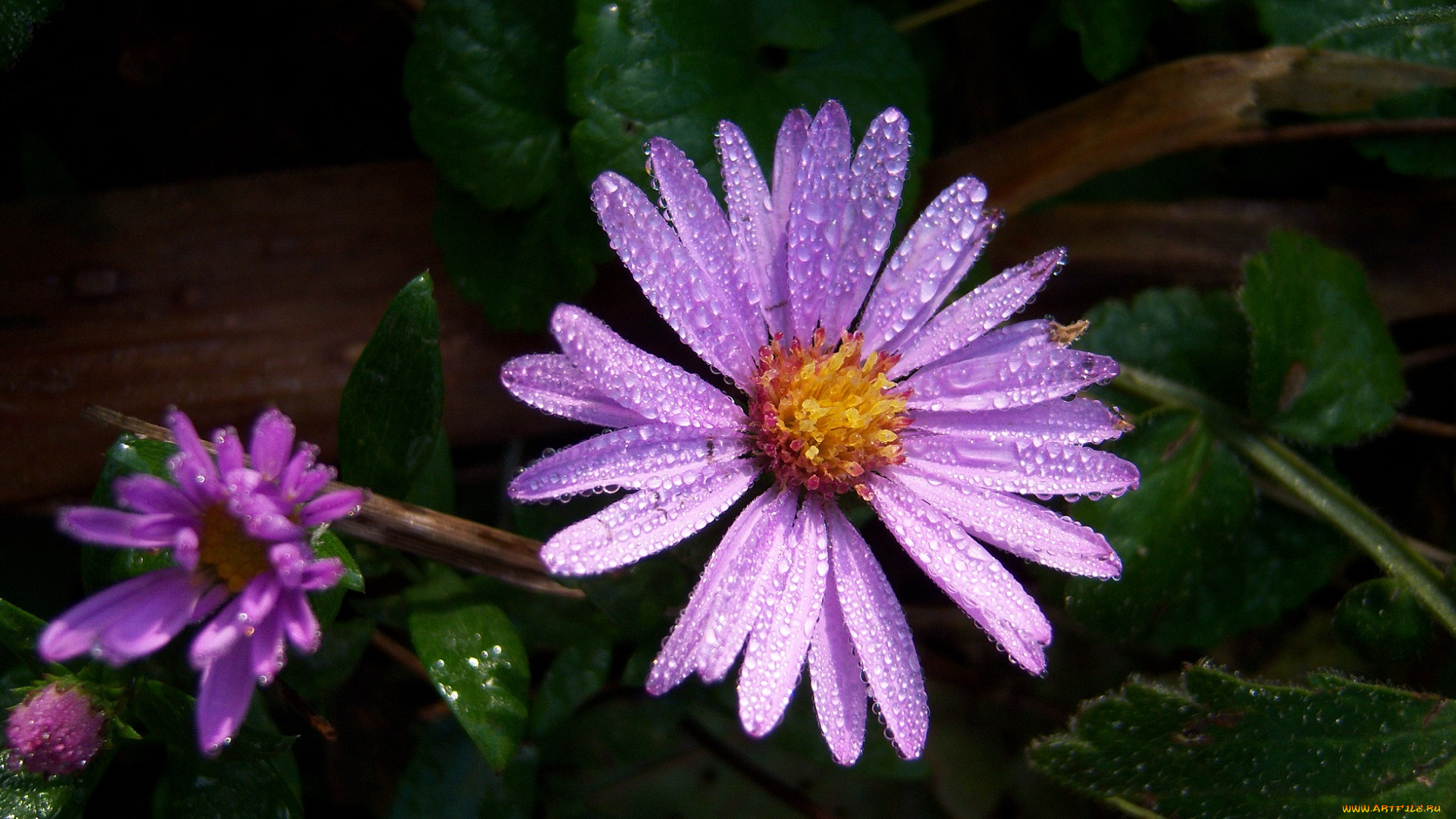 цветы, утро, роса, цветок, макро