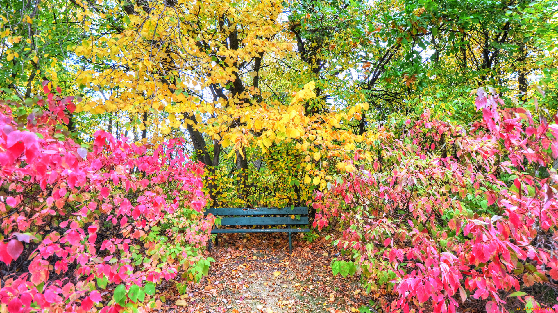 природа, парк, осень, листья, кусты, деревья, сад