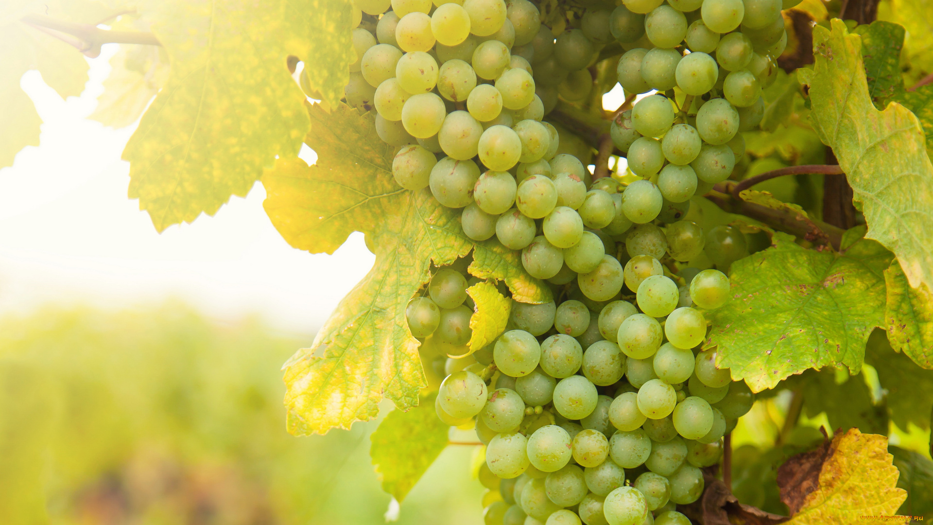 природа, Ягоды, , виноград, виноград, гроздья