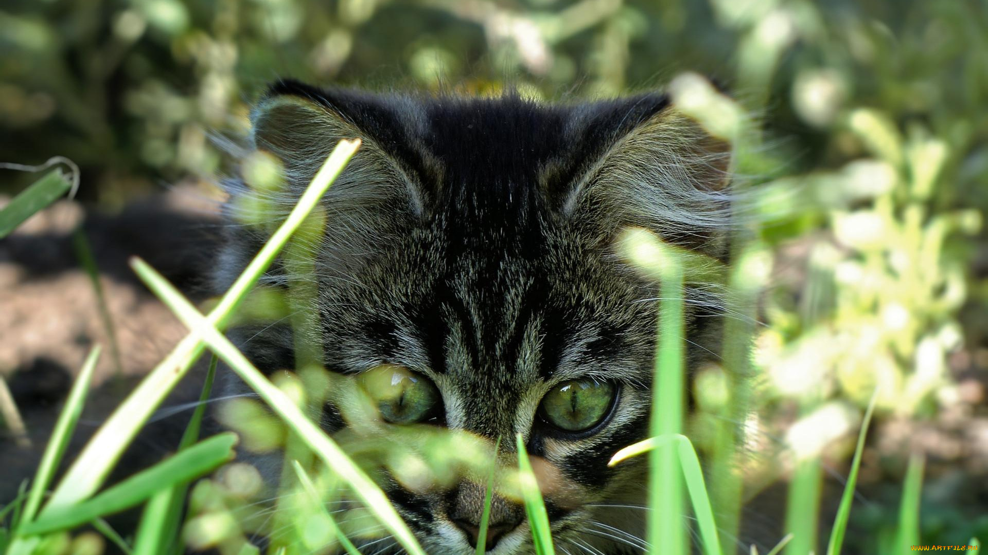 животные, коты, котенок, глаза, трава, серый, полосатый
