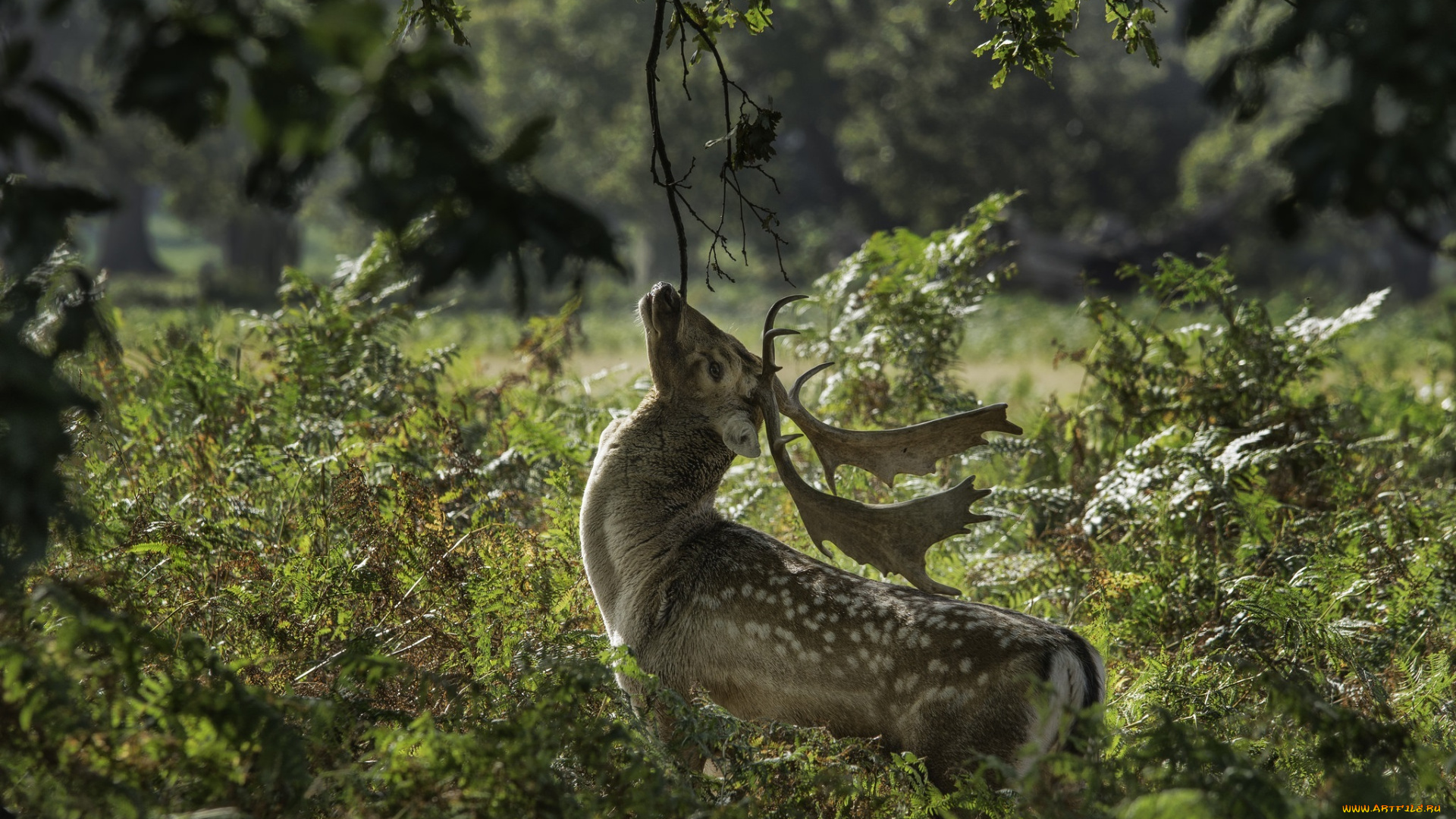 животные, олени, рога, профиль, поза, заросли, осень