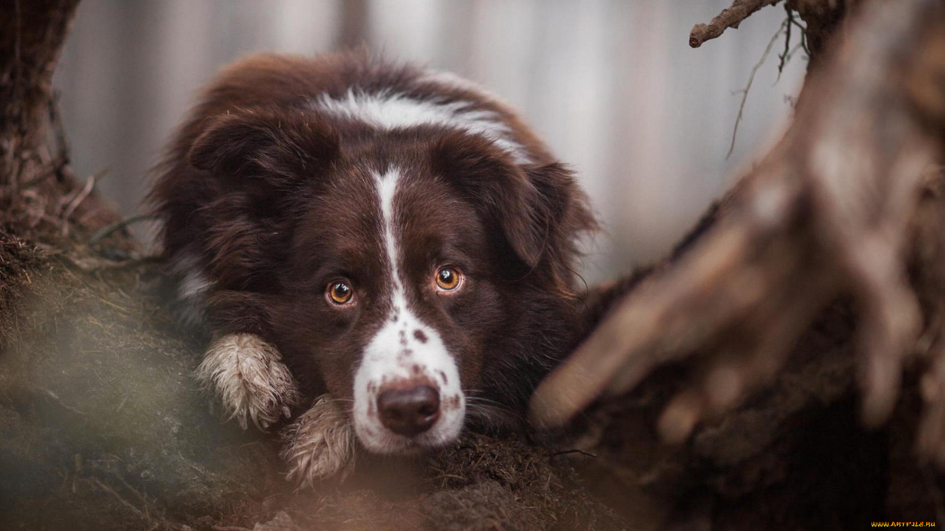 животные, собаки, лес, тропинка, собака, взгляд, грязь, охотничья