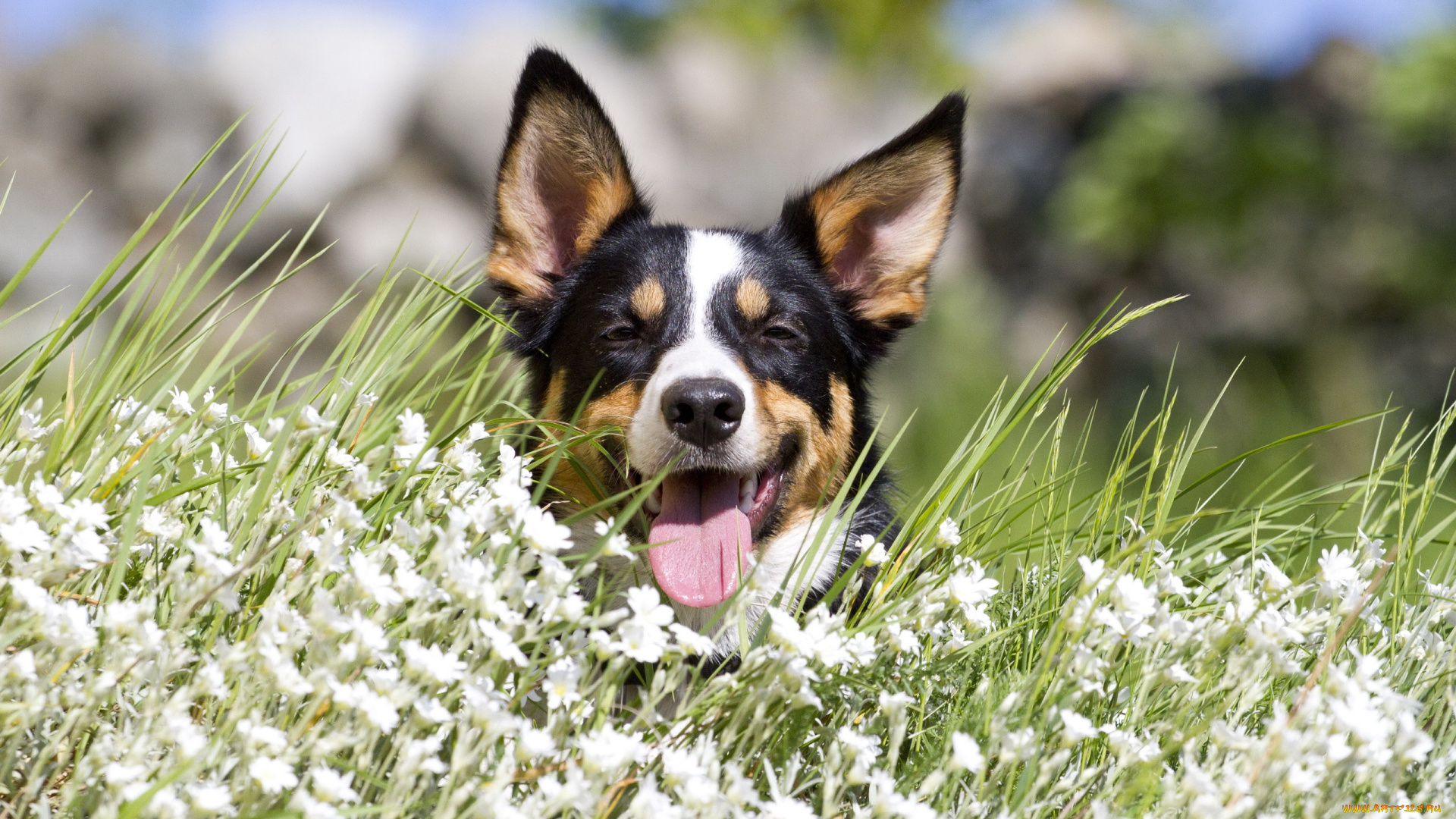 животные, собаки, взгляд, собака