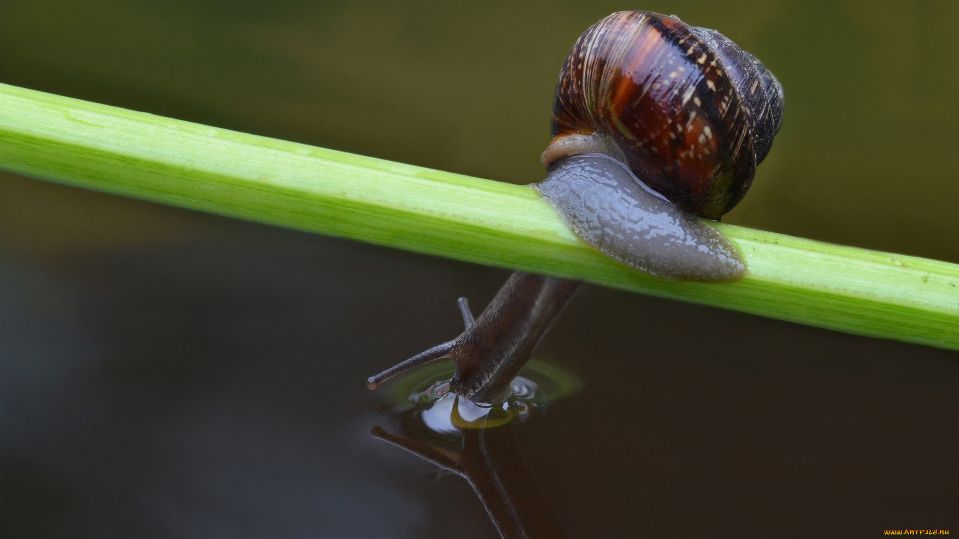 животные, улитки, макро, вода, травинка, улитка