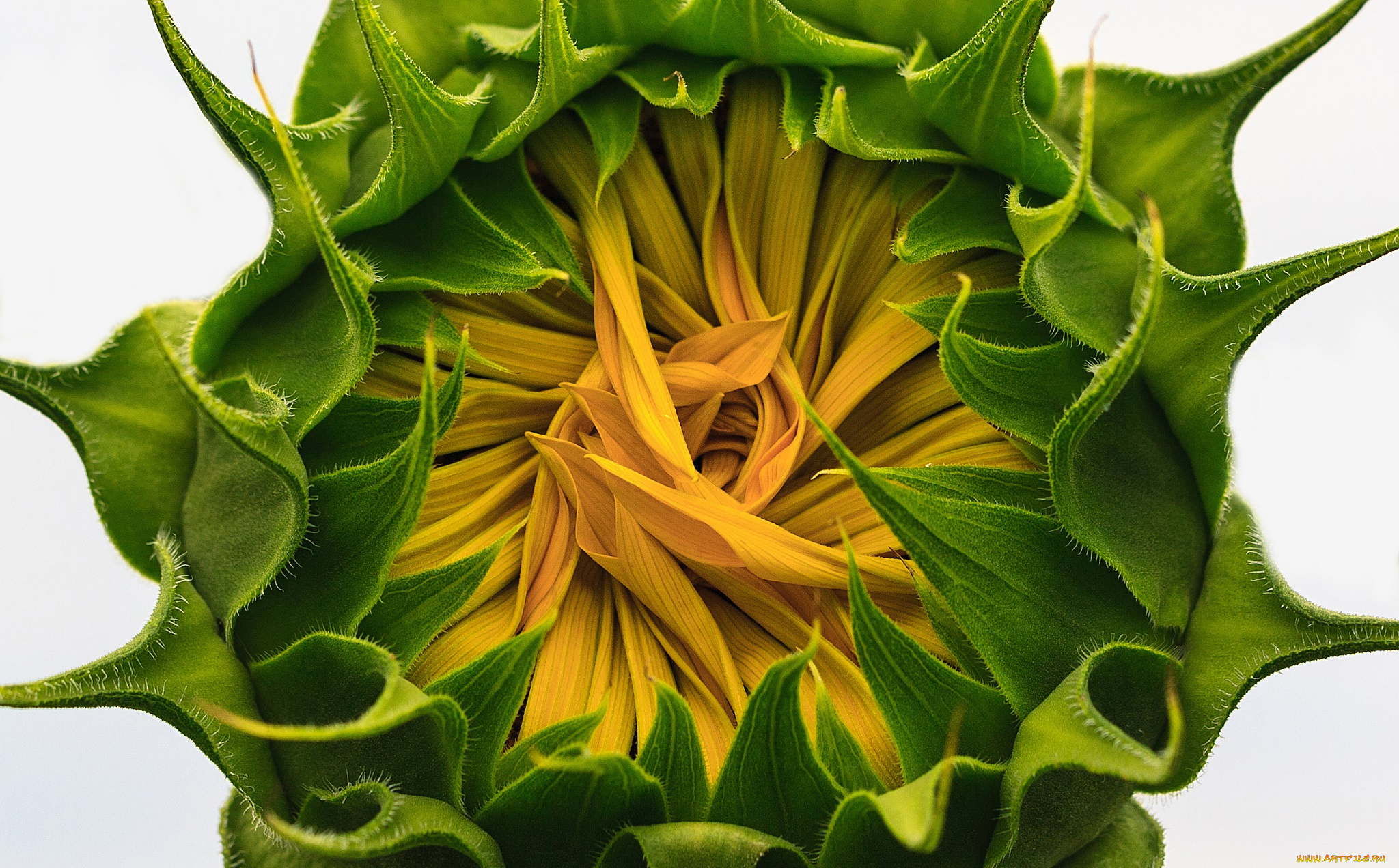 цветы, подсолнухи, подсолнух