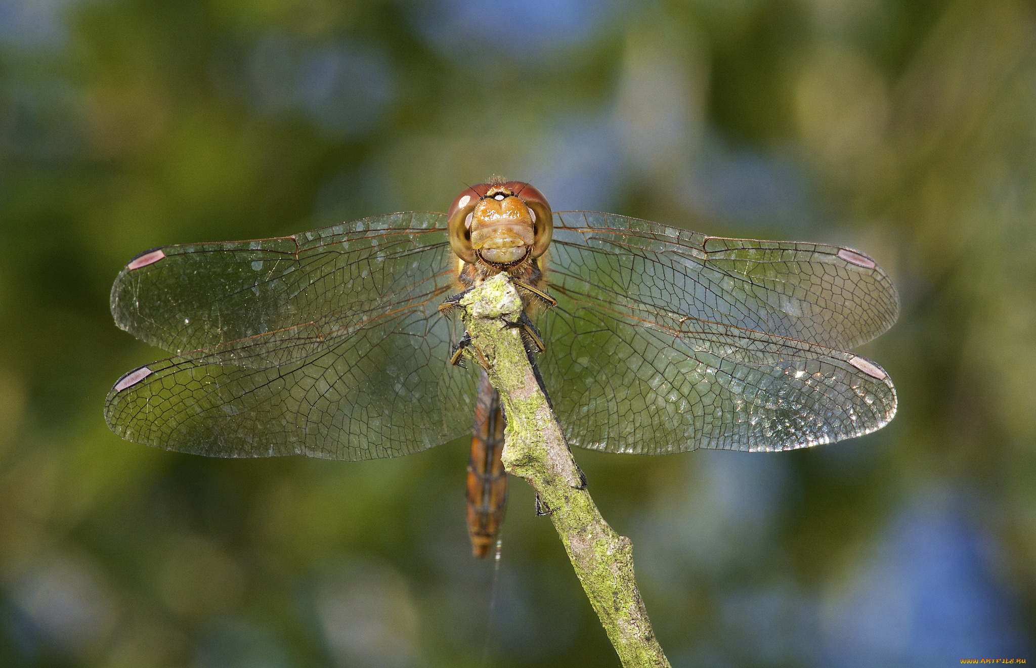 животные, стрекозы, макро, крылья, стрекоза