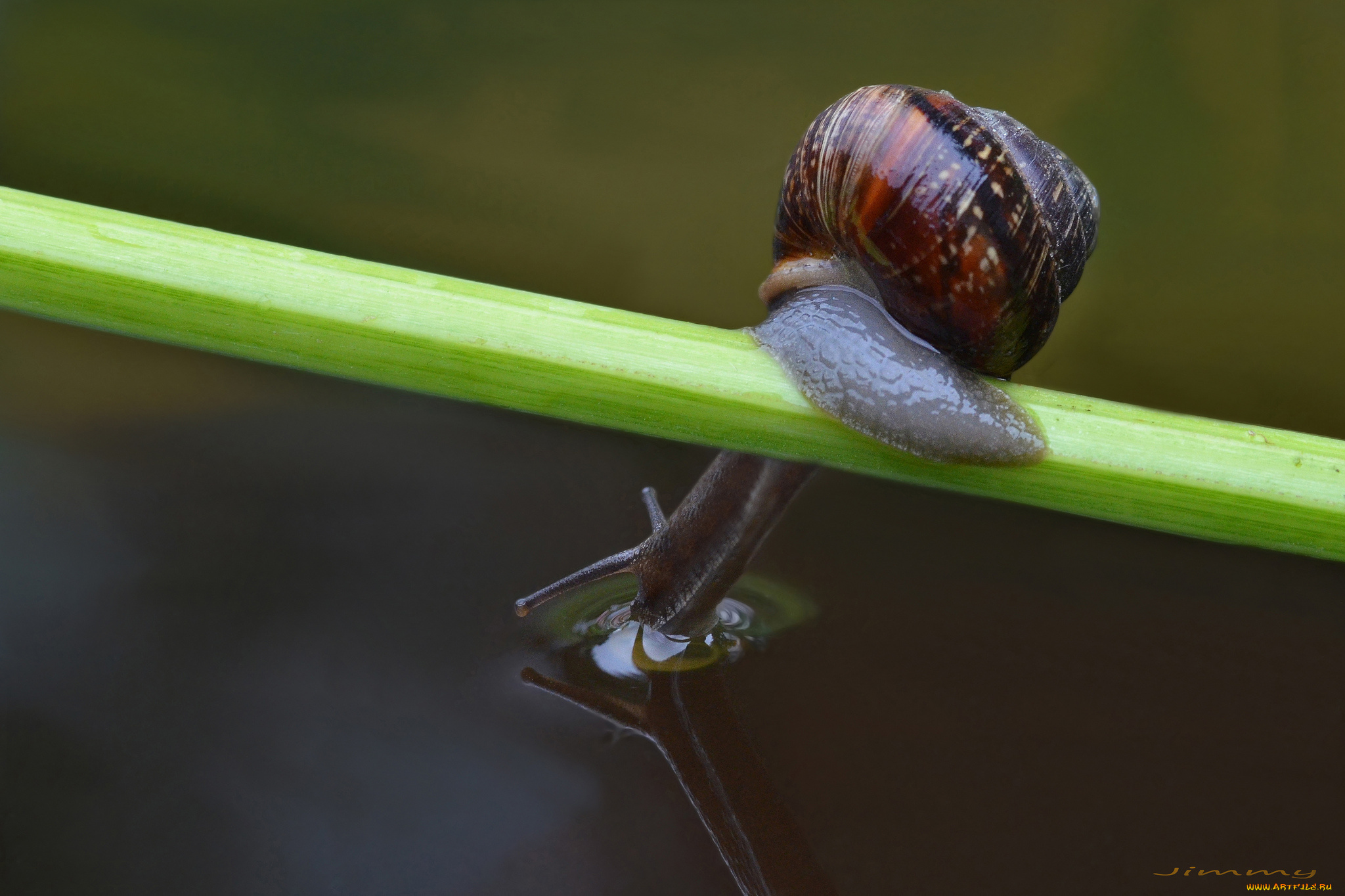 животные, улитки, макро, вода, травинка, улитка
