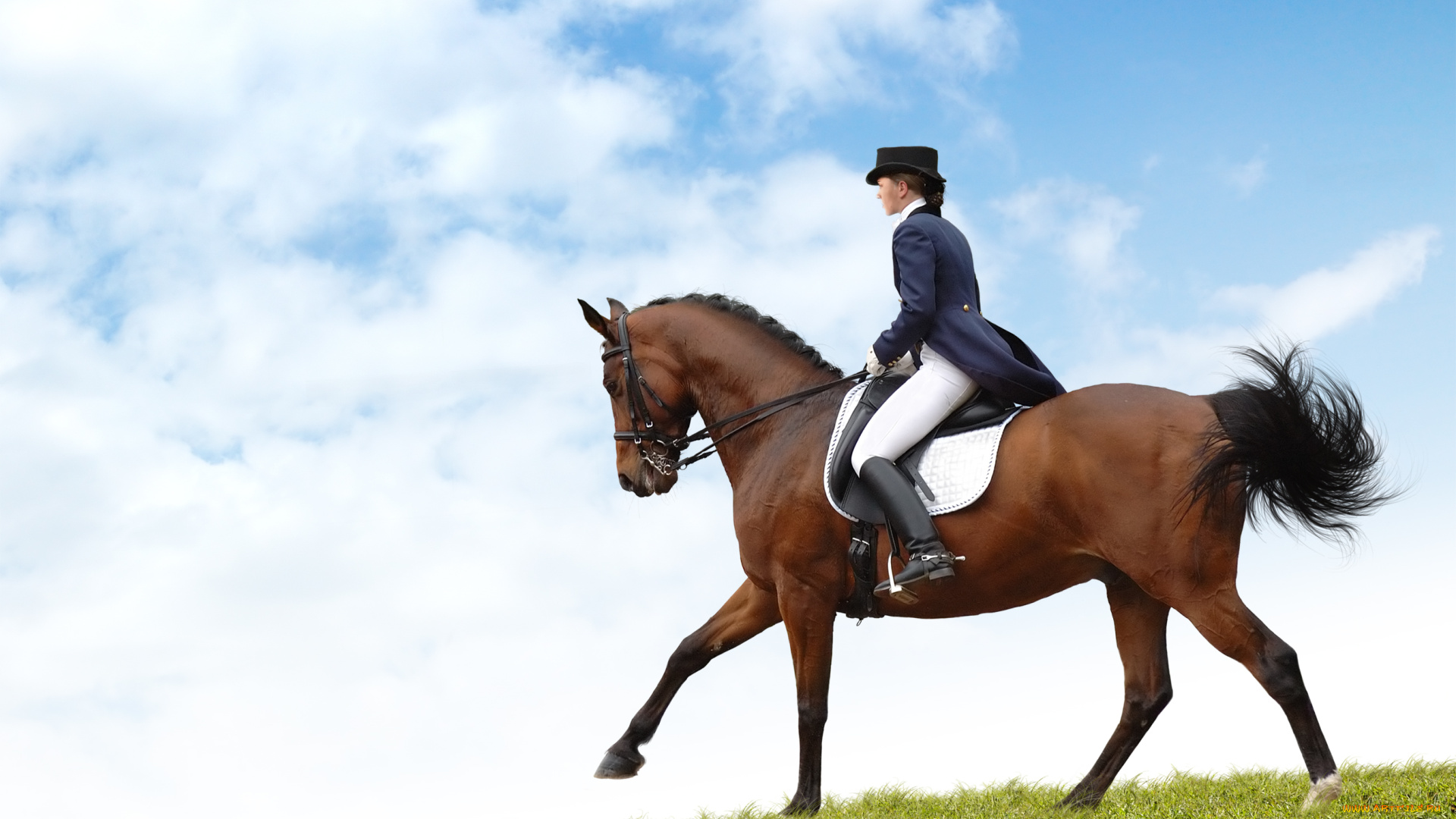 спорт, конный, спорт, дама, наездница, конь, лошадь, небо, поле, девушка