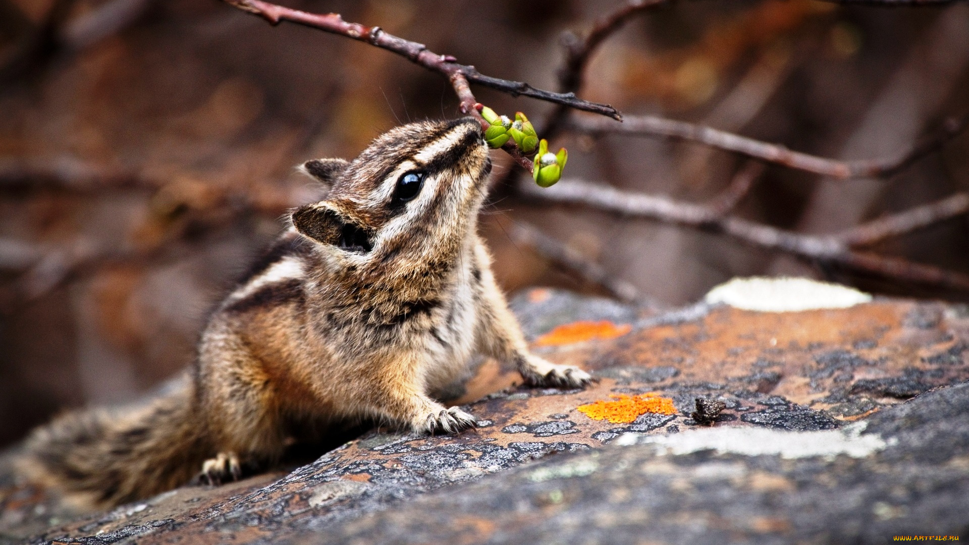 животные, бурундуки, бурундук, грызун, камень, ветки