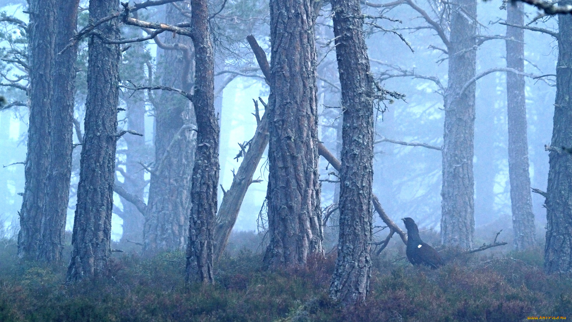 животные, глухари, , тетерева, лес, туман, птица, глухарь
