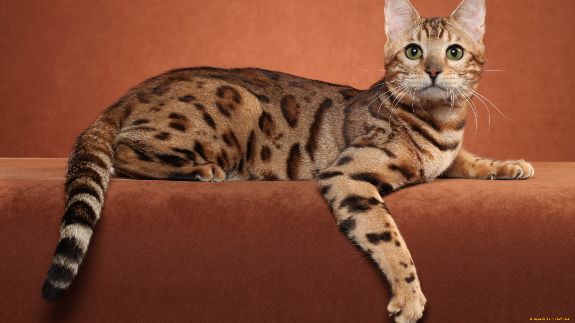 животные, коты, млекопитающее, животное, фон, порода