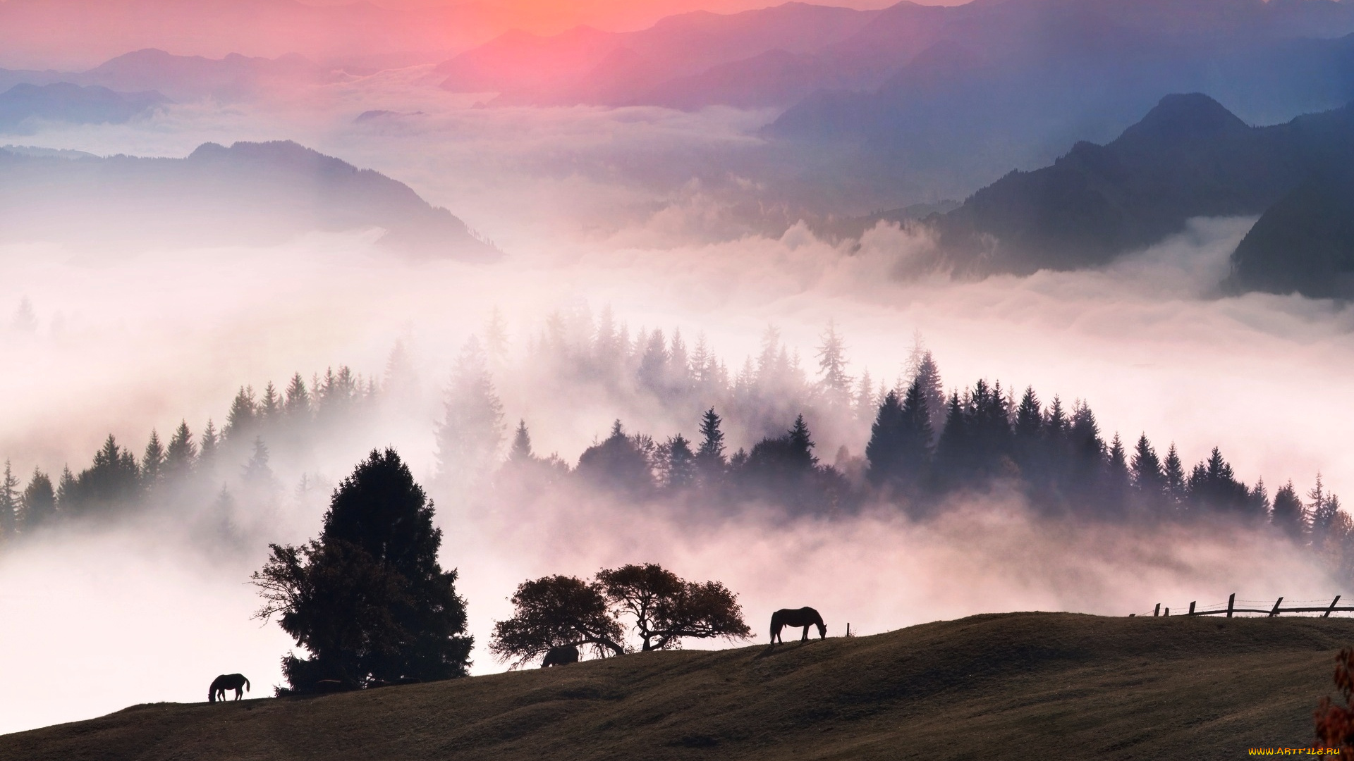 животные, лошади, утро, туман, горы
