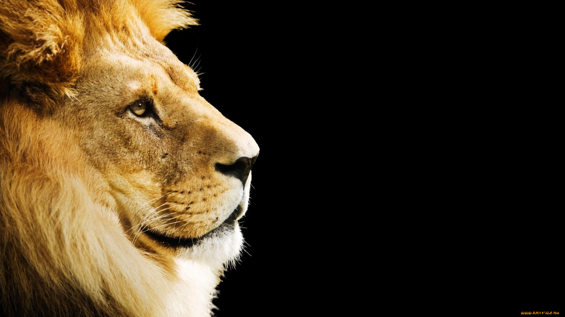 животные, львы, зверь, голова, грива, лев, хищник